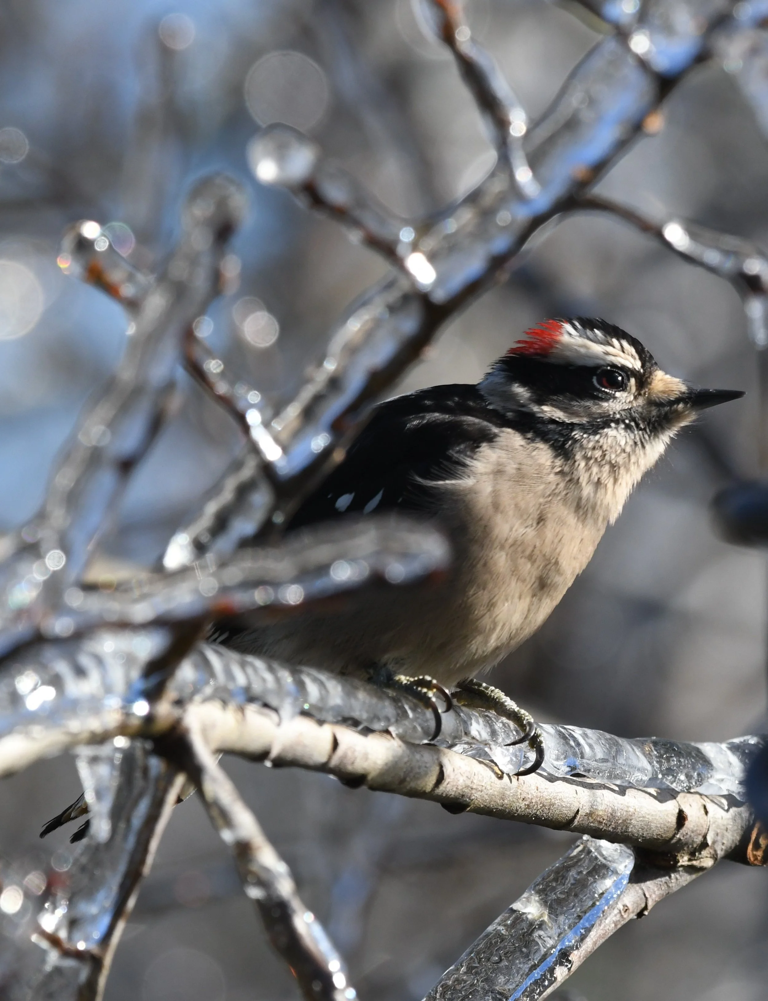 Downy Woodpecker vertical by Ruth Shelly.JPG