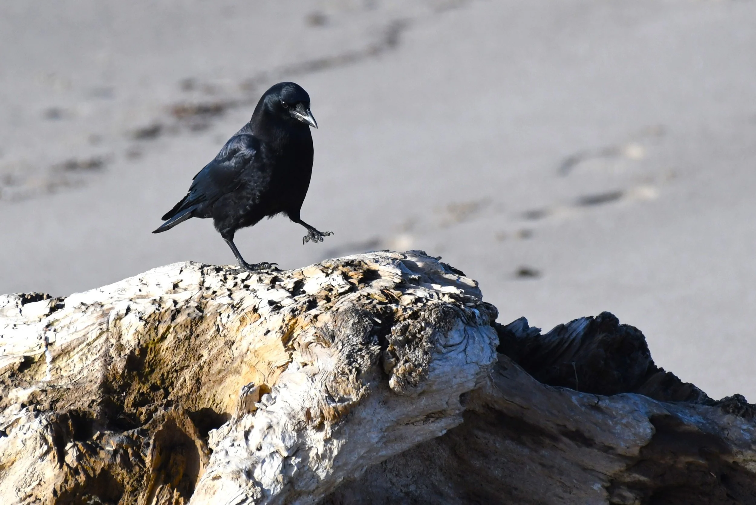 American Crow 1.JPG