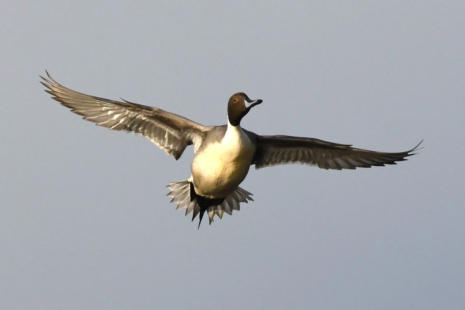 Northern Pintail by Ruth Shelly.JPG