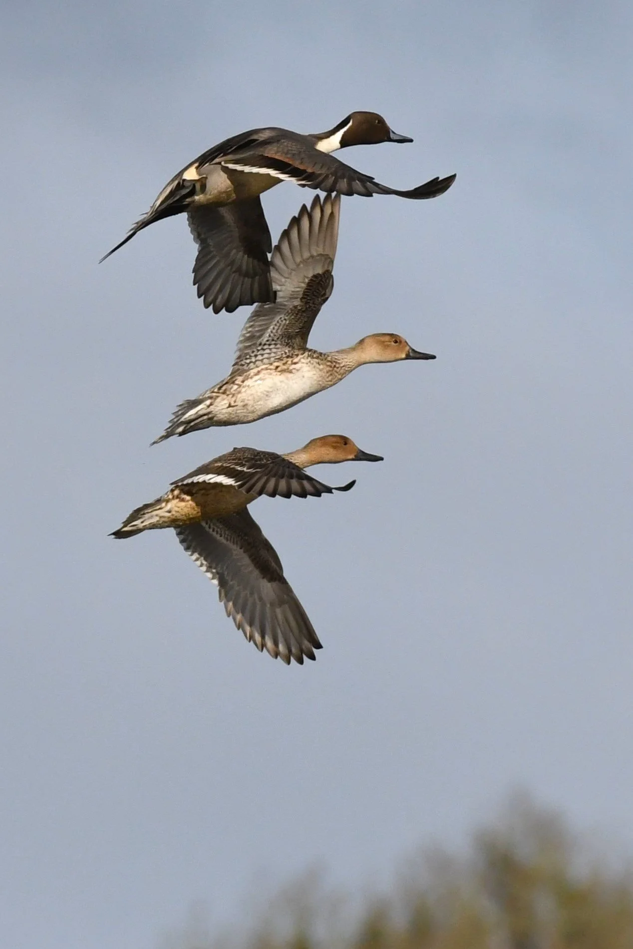 Northern Pintails by Ruth Shelly.JPG