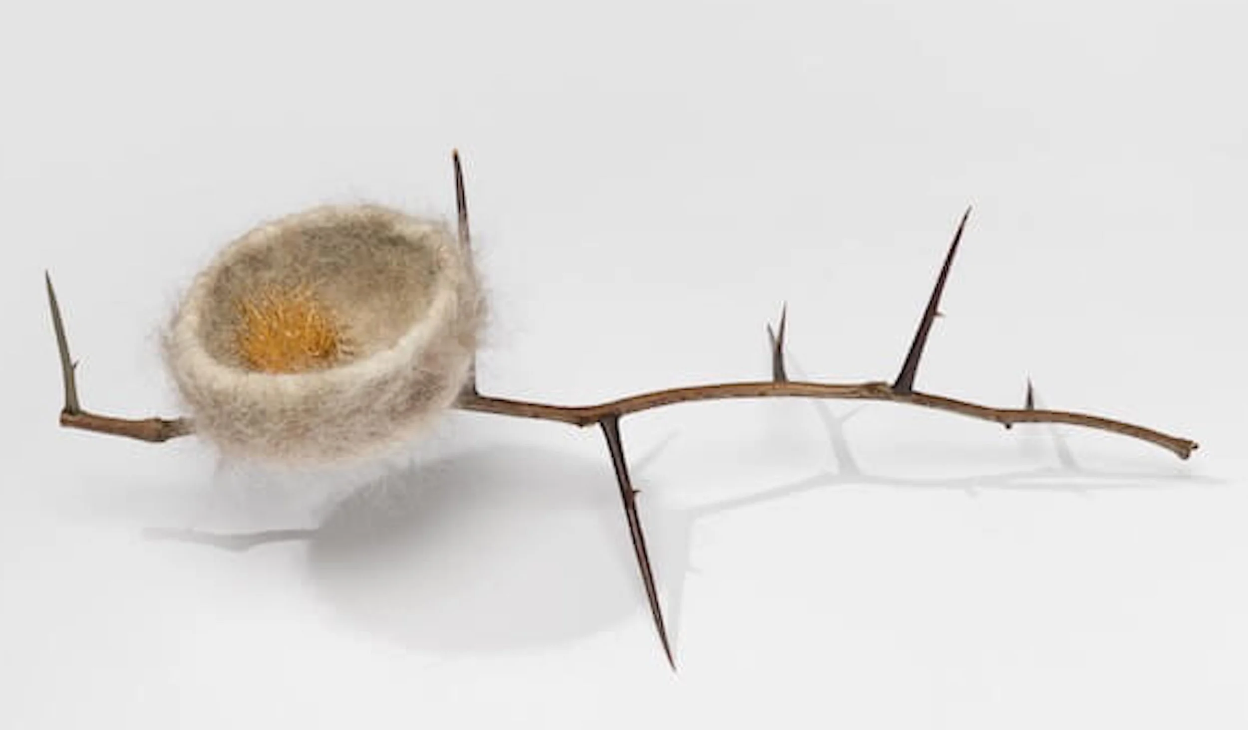 Hoffman_Rabin_untitled-branch.jpg