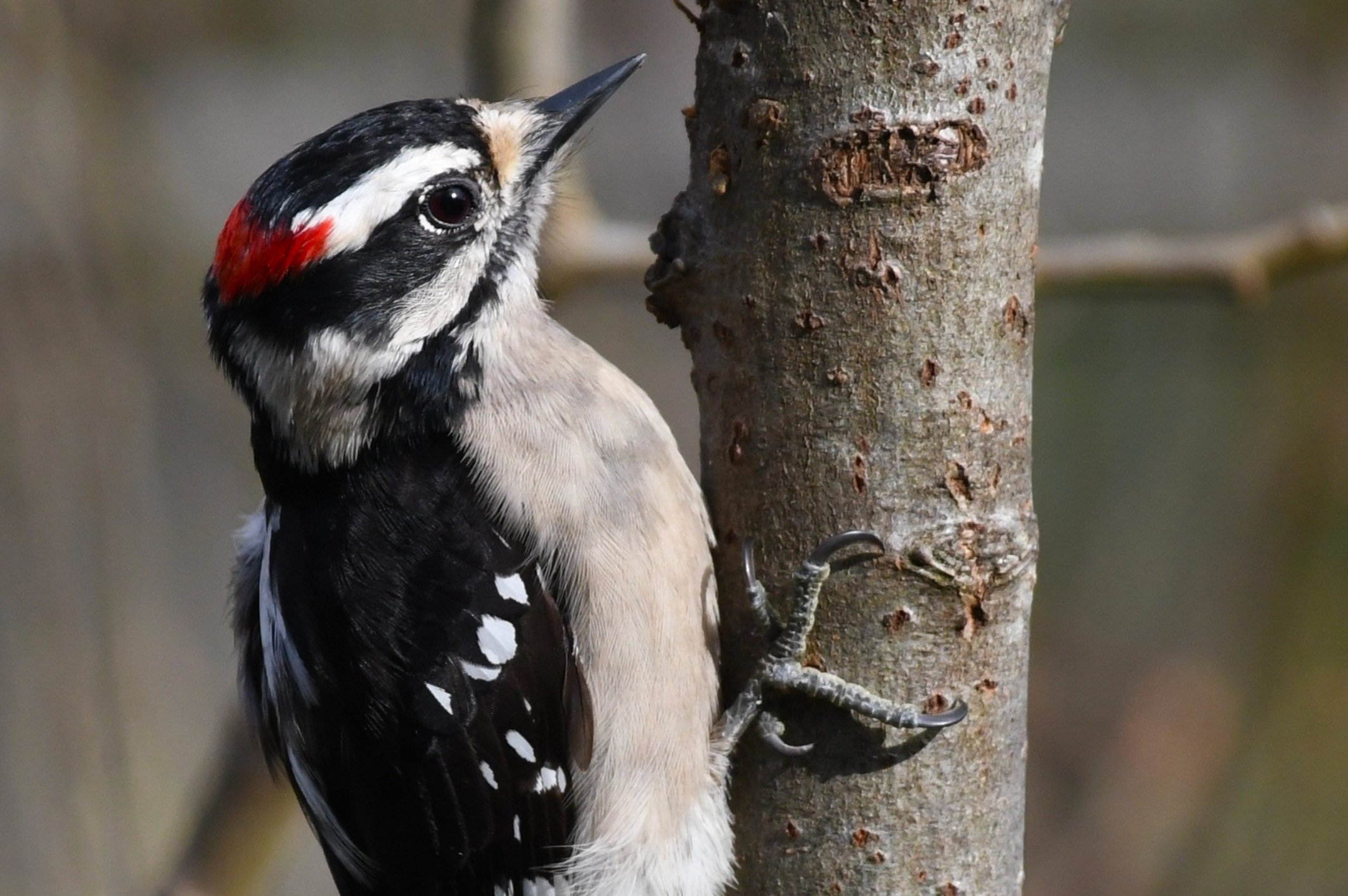 Peck the perfect hike
