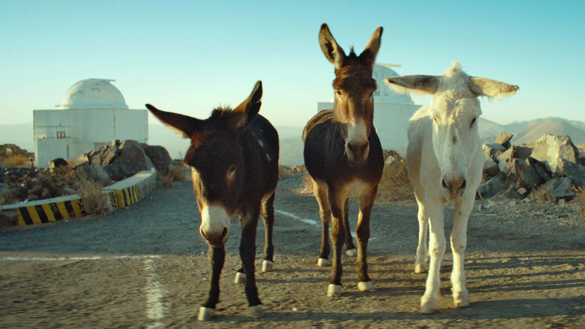 Saddle up for Oscar shorts