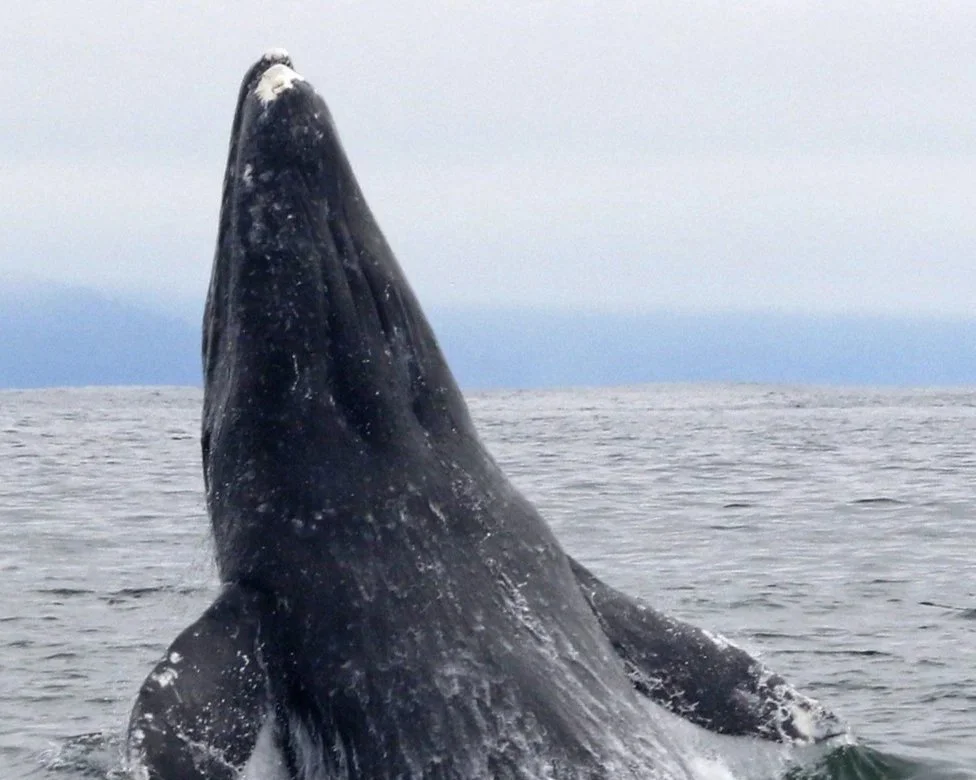 Whale Watch Week pops up again