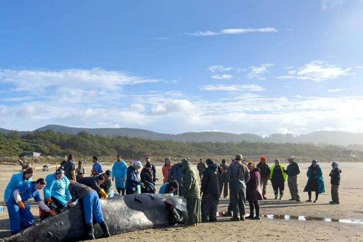 Tribe to describe whale salvage tradition