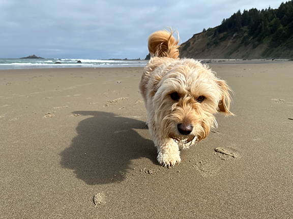 On your barks