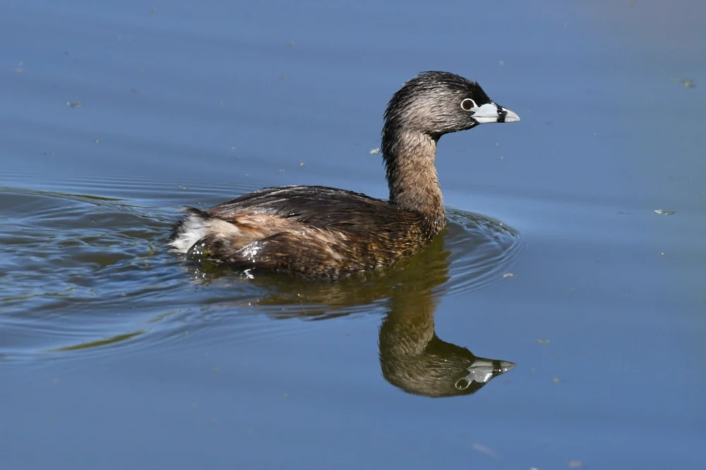 Free birding walks.All fun, no bill. — Oregon Coast TODAY
