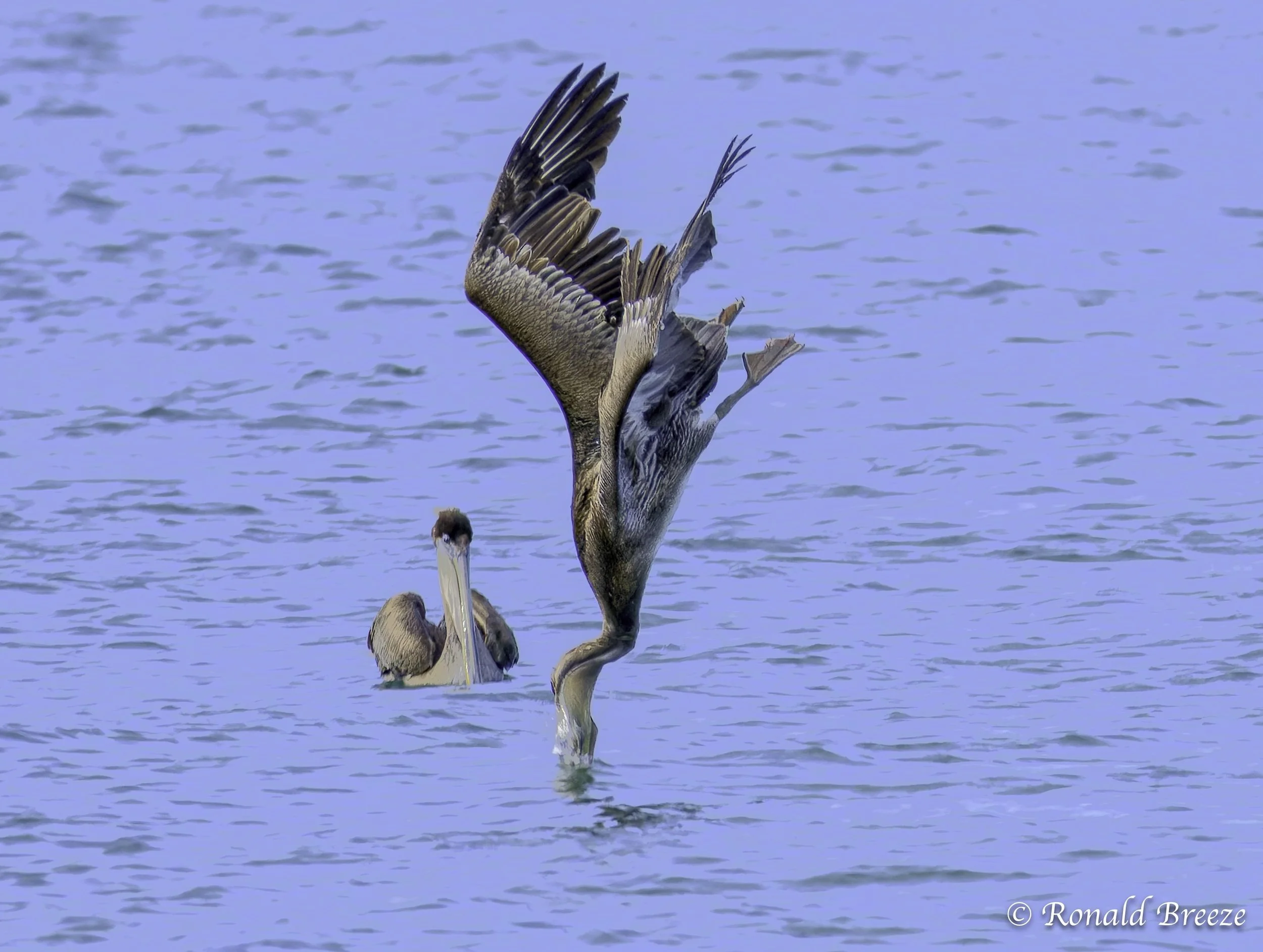 Dive into some birding walks