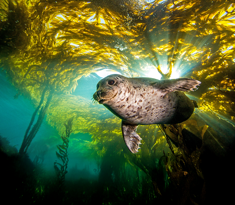 So much to seal at Marine Science Day