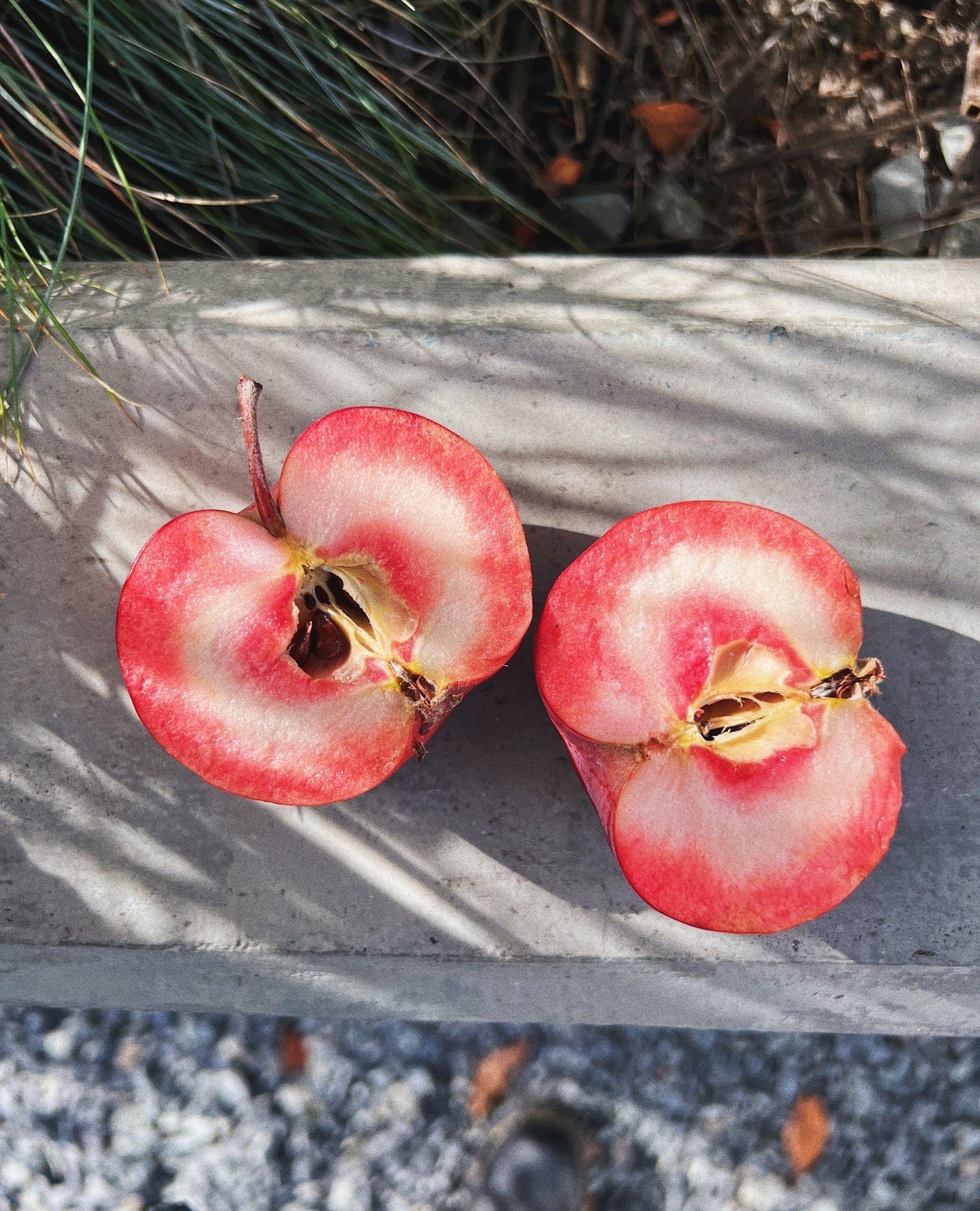 Check out these red fleshed apples straight from our home in Wenatchee, WA! These exceptional apples are renowned for their striking rosey hue and bold flavor profile. With their natural pink interior, these red fleshed apples have their origins as w
