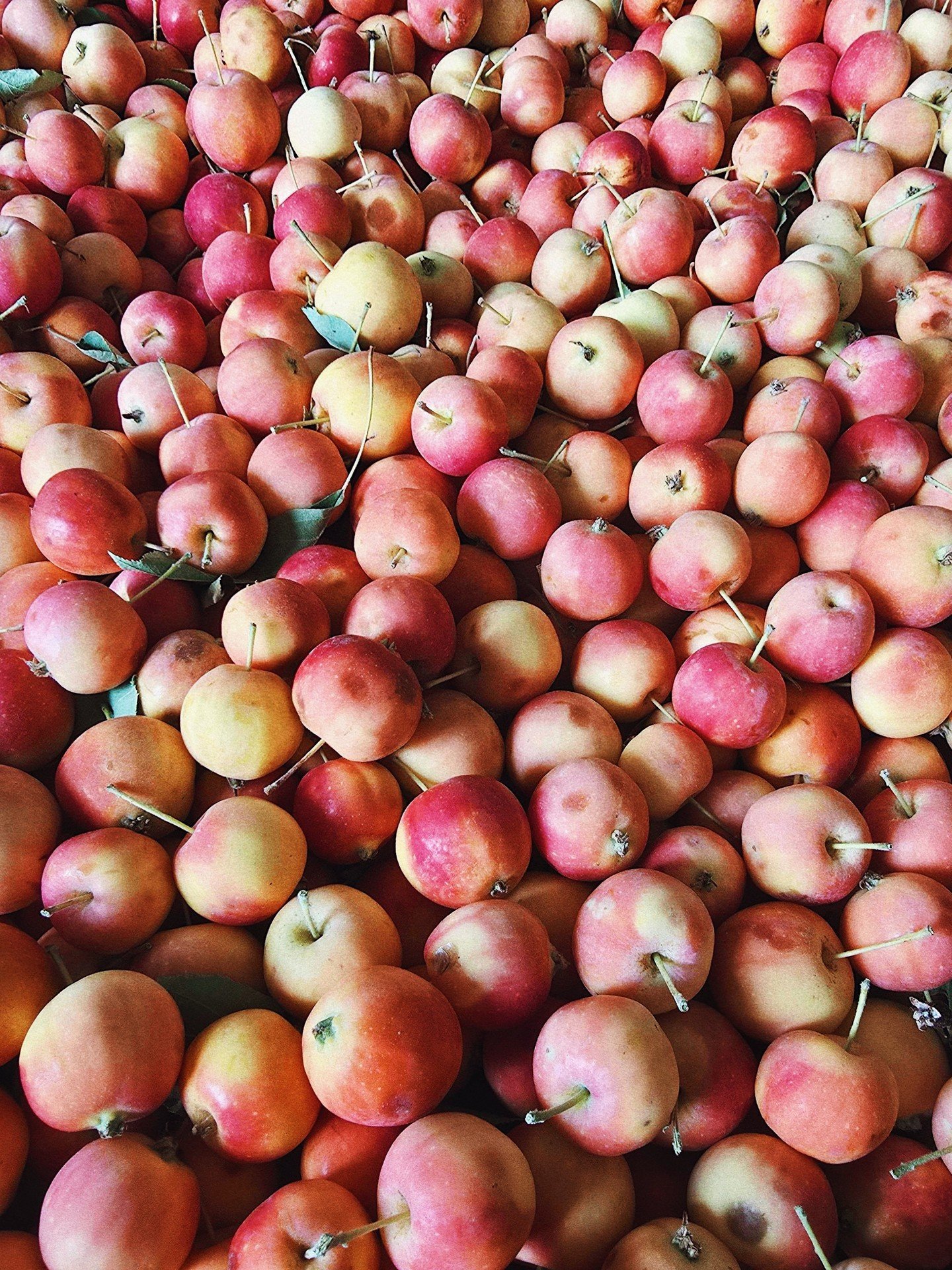 Our first apples of the season just rolled into the production facility, Virginia Crab Apples!🍎⁠
⁠
Small but mighty, these little apples pack a serious punch of acidity, making them a key player in balancing and brightening some of our other ciders.