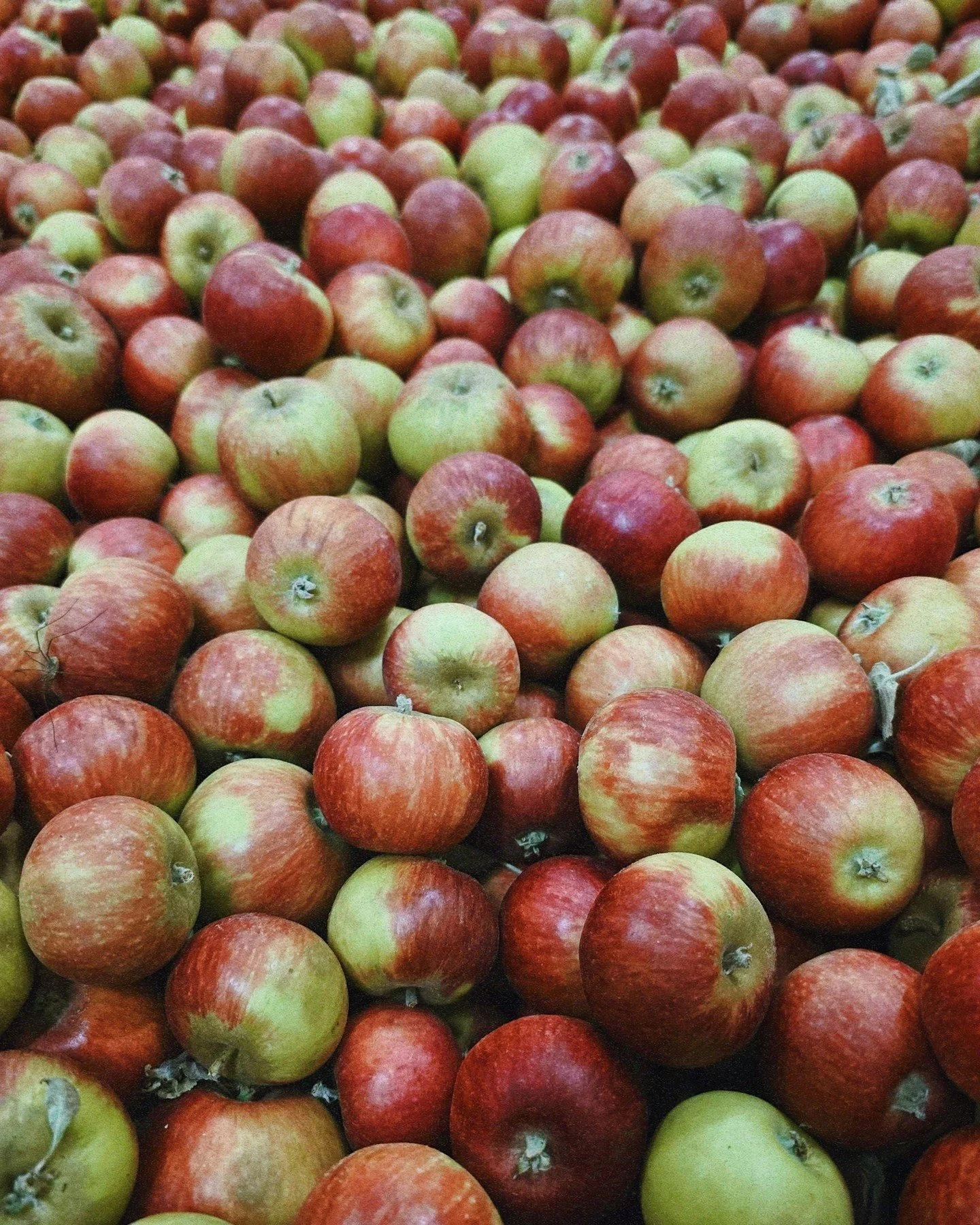 The Stoked Reds have officially rolled into the facility, making them our second round of apples for pressing season! And if you&rsquo;ve ever cracked a can of Stoked, you already know these apples are about to do something pretty damn delicious.⁠
⁠
