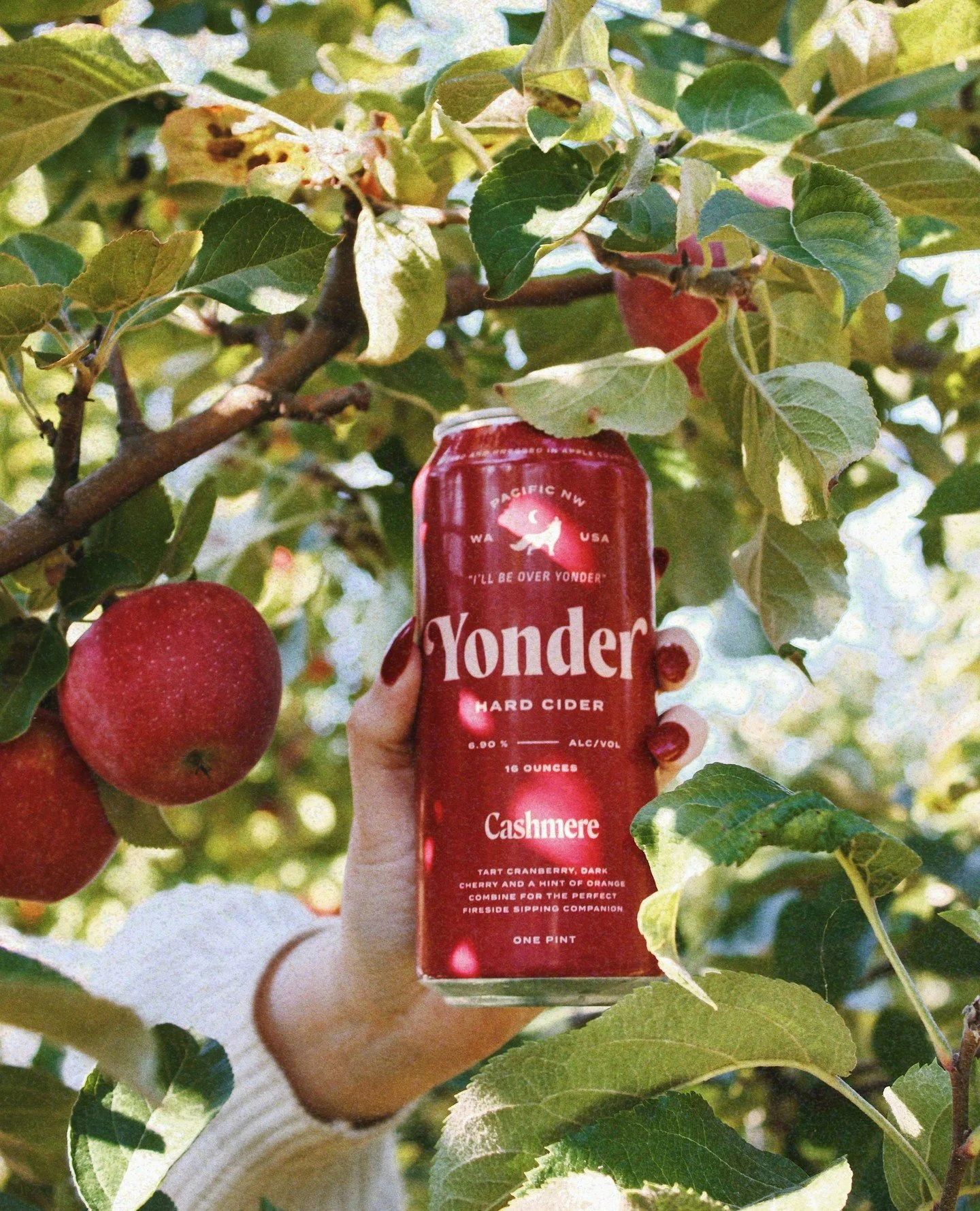 CASHMERE IS BACK! 🍂⁠
⁠
Just in time for crisp weather, changing leaves, and officially entering our fall era. Cashmere is back on tap today and honestly, we can&rsquo;t think of a better season for it.⁠
⁠
Inspired by a Negroni and packed with tart c
