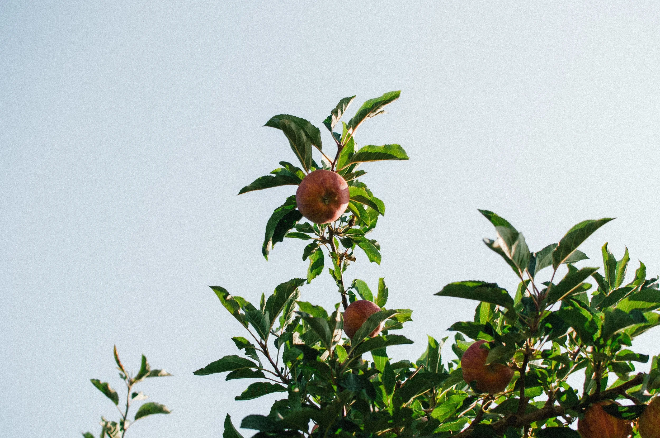 Events | Join Our Celebrations Today — Yonder Cider