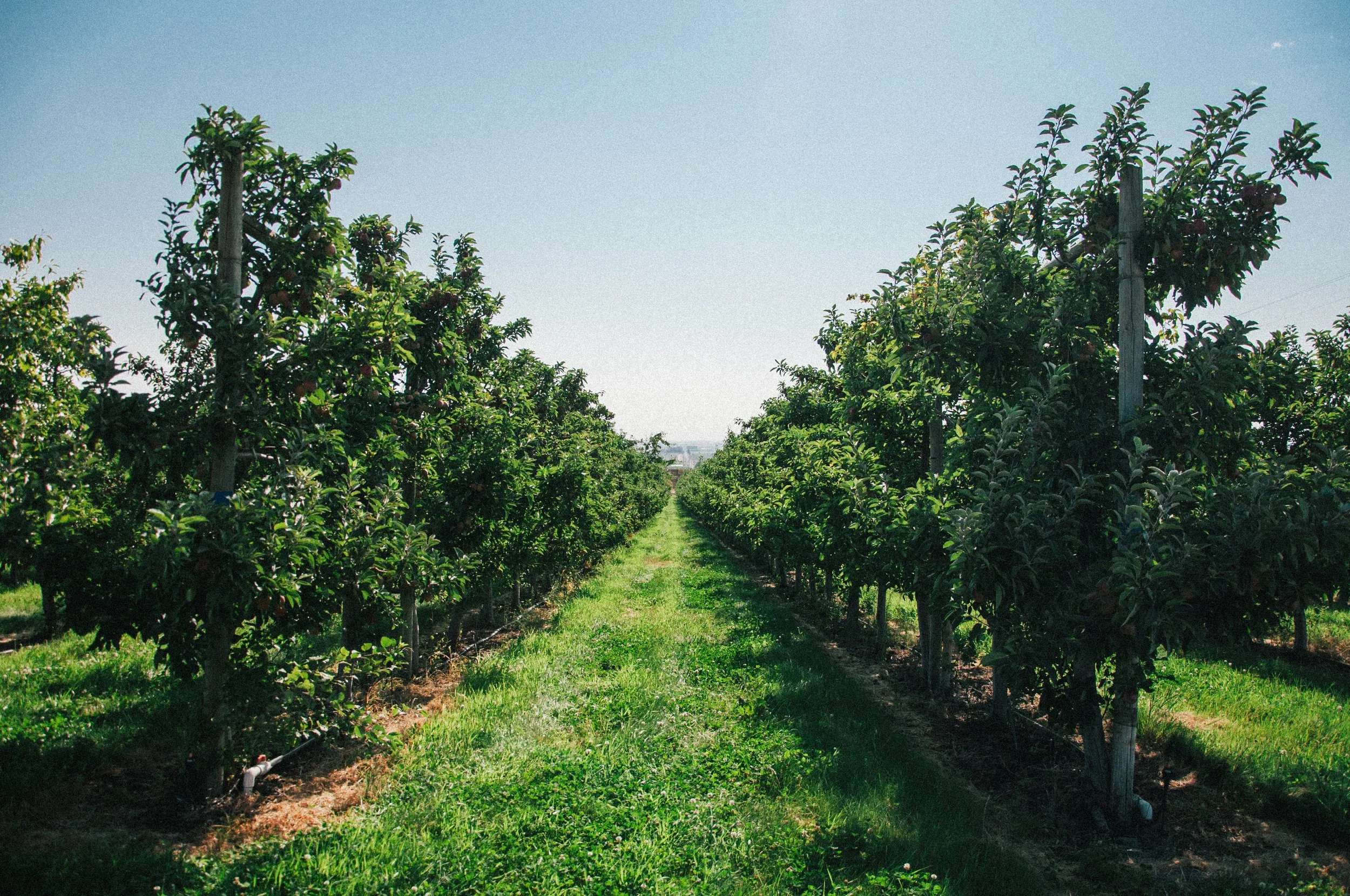 Photo shows a row of apple trees in an orchard of Wenatchee. Very lush and green with many apples on the tress on a sunny day.