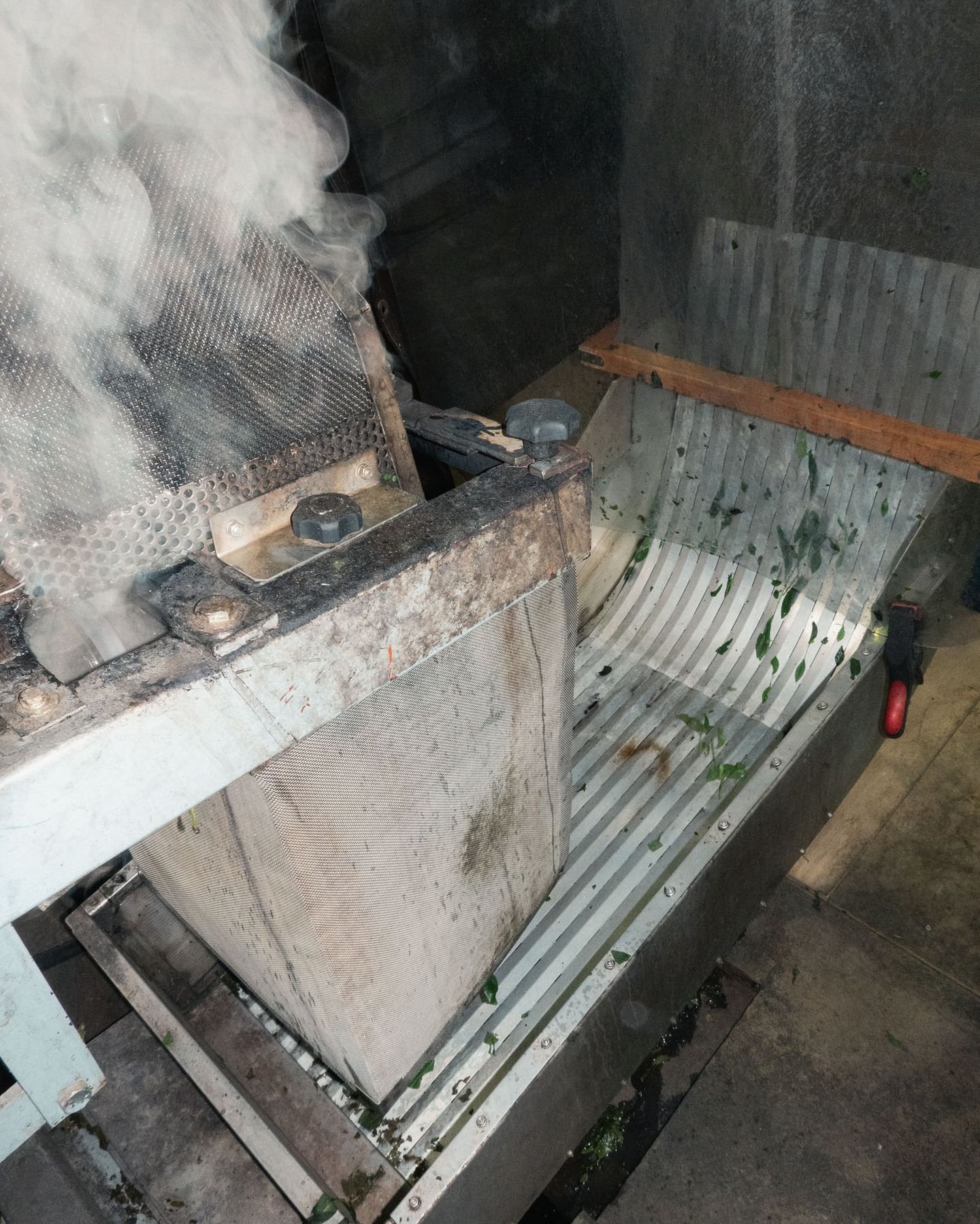 Freshly picked tea leaves being steamed at a Tencha factory in Uji, the first step in making Tencha