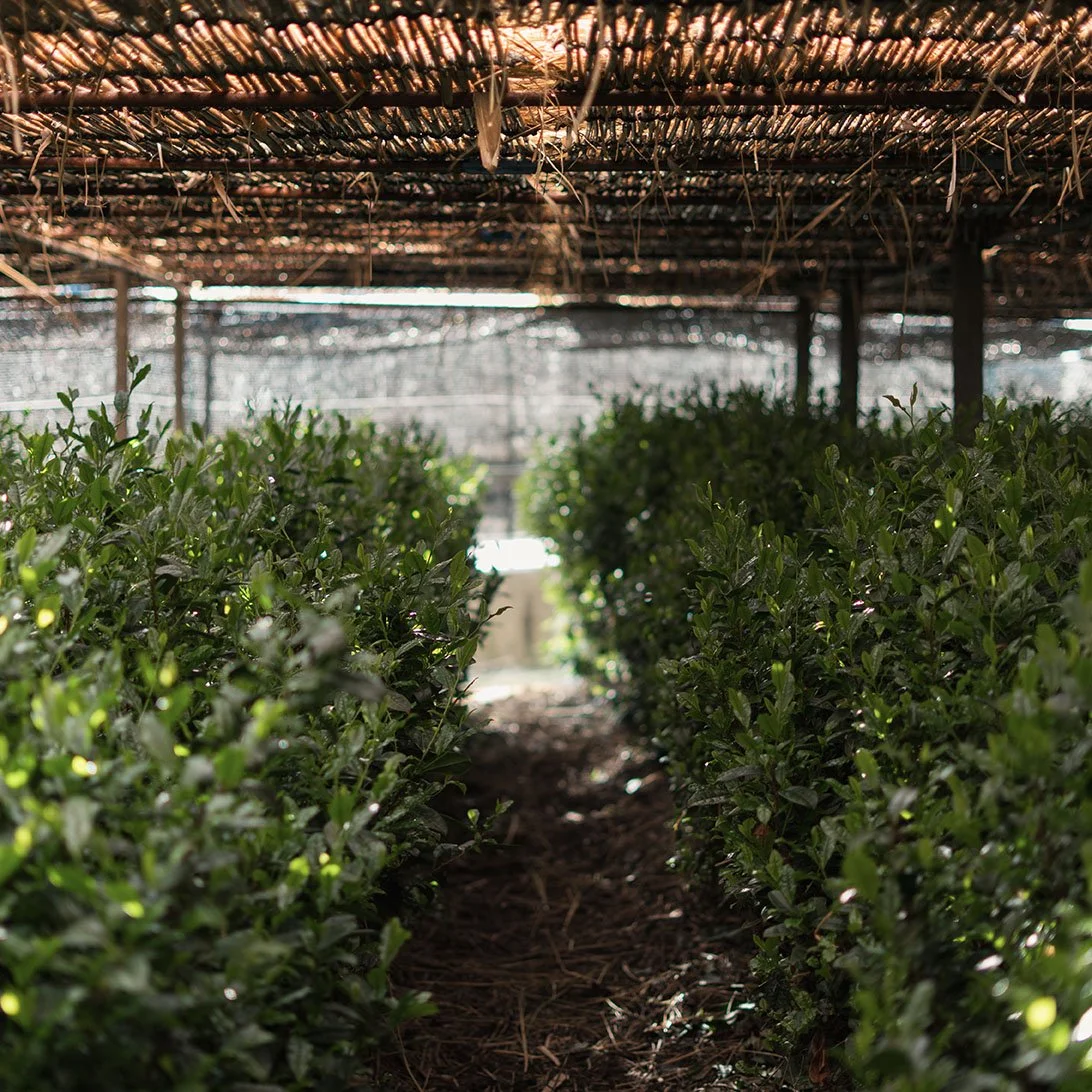 tea farm 1.jpg