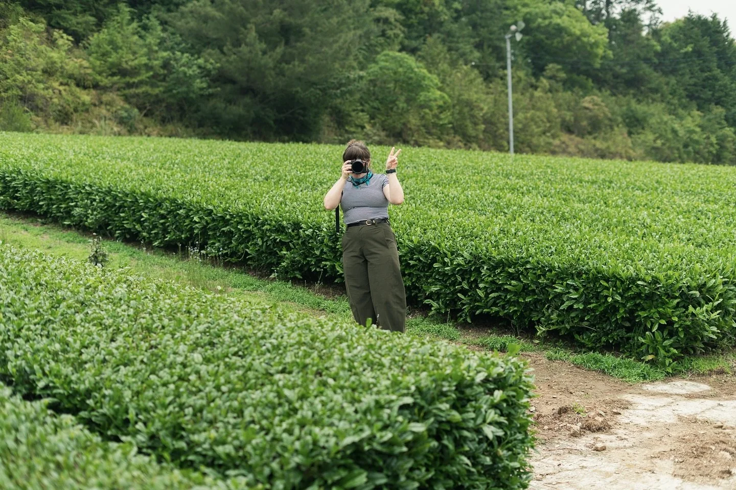 The tea field in Joyomachi, located in Fukuoka prefecture. This field is owned by Kumaさん.

The producer is known for Gyokuro, Sencha, Tencha, and even Koucha (Japanese red tea.)

Red tea is a fascinating subject when it comes the Japanese tea industr