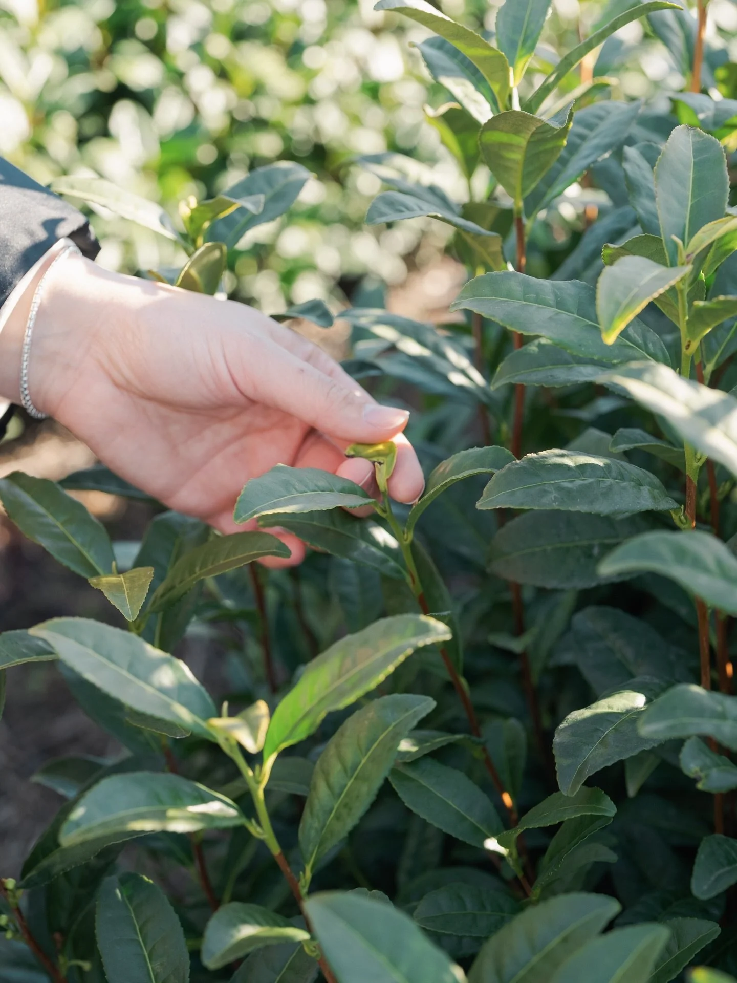 Spring is here, and new shoots (Namaha) are will be ready for picking soon.