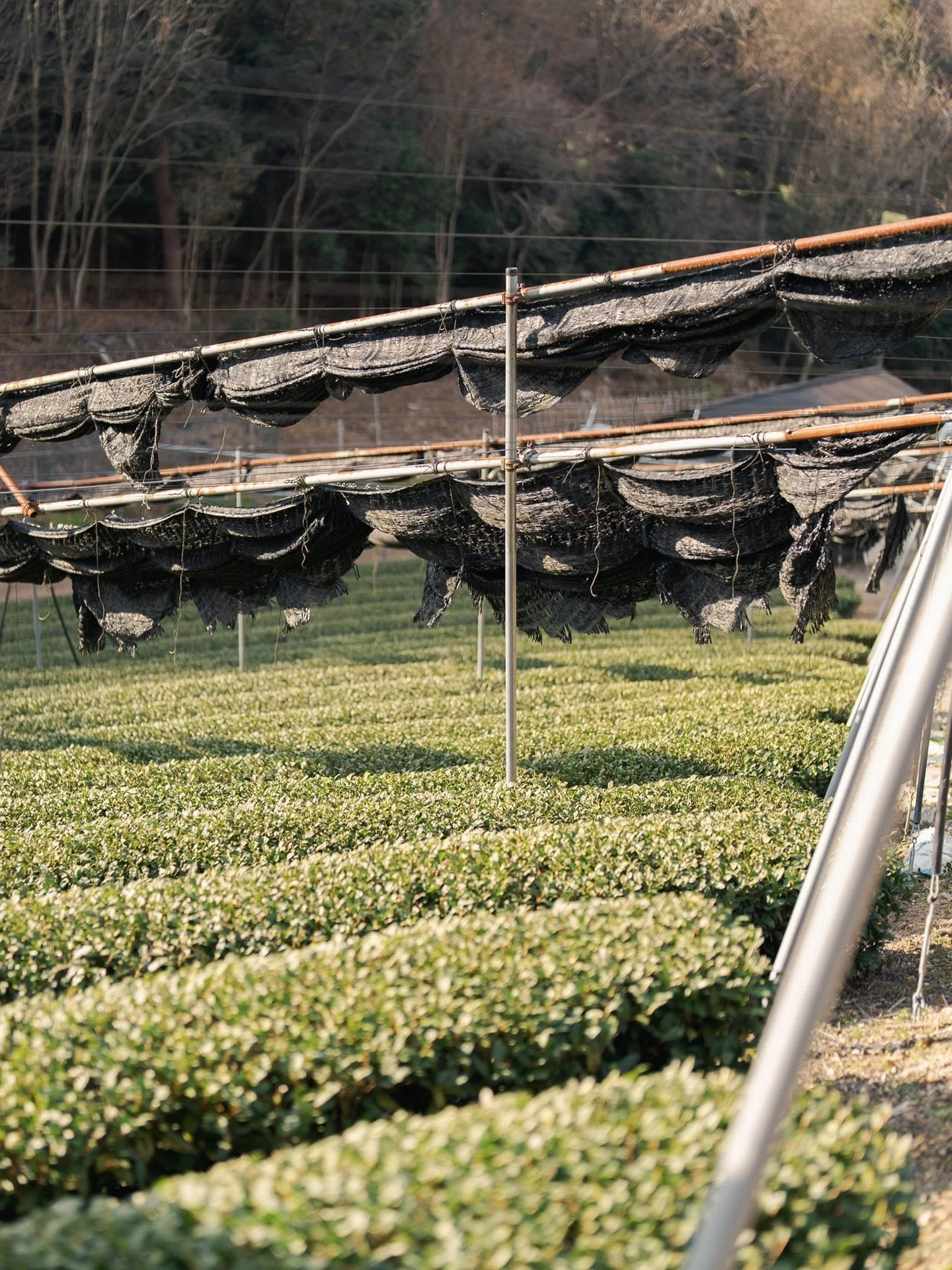 Uji is the most prized Matcha growing region in Japan. Unfortunately, it&rsquo;s also the most misrepresented.

Due to historical reasons, to be called &ldquo;Uji tea&rdquo; does not require that the tea be grown in Uji &mdash; only that it&rsquo;s b