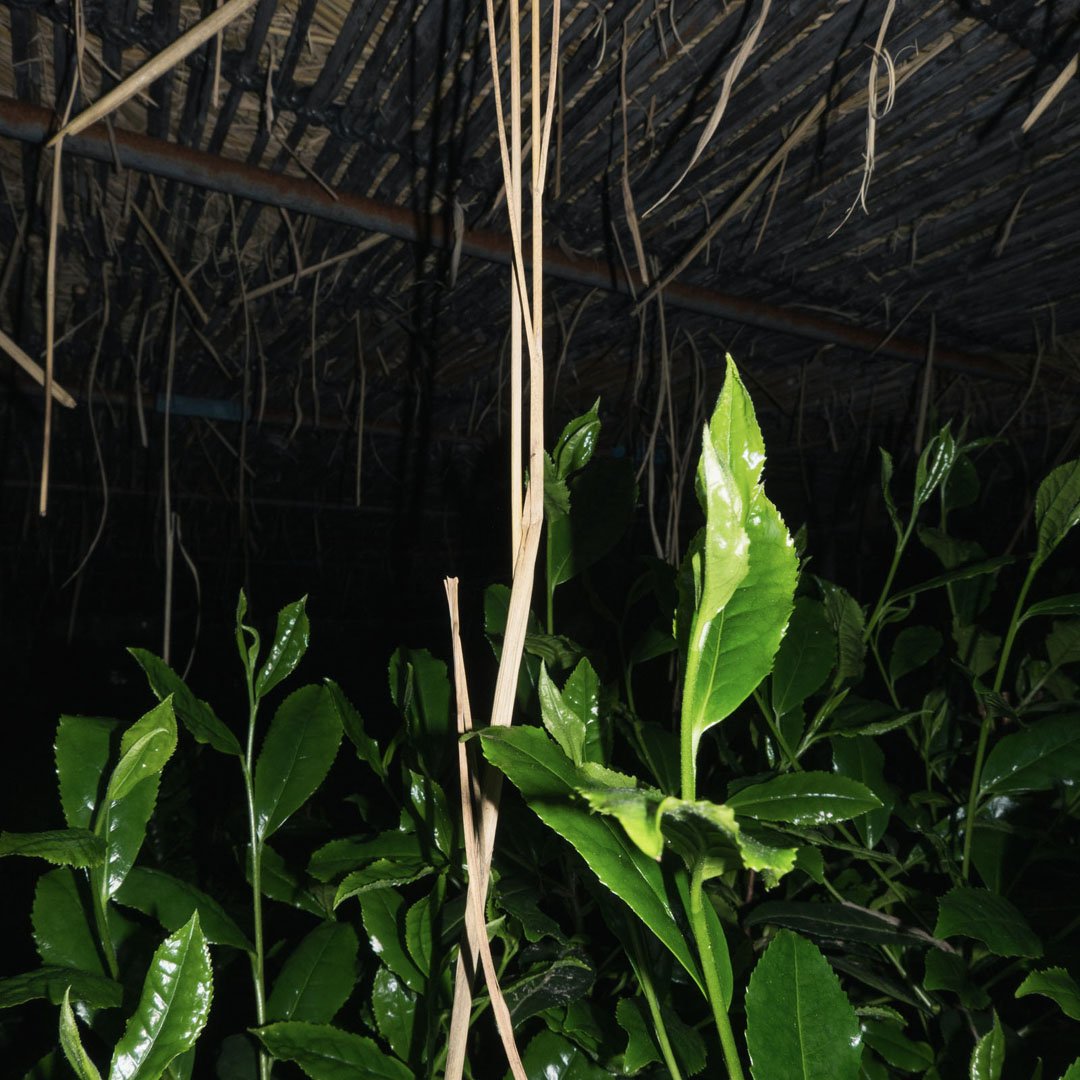 DSC08002.jpg