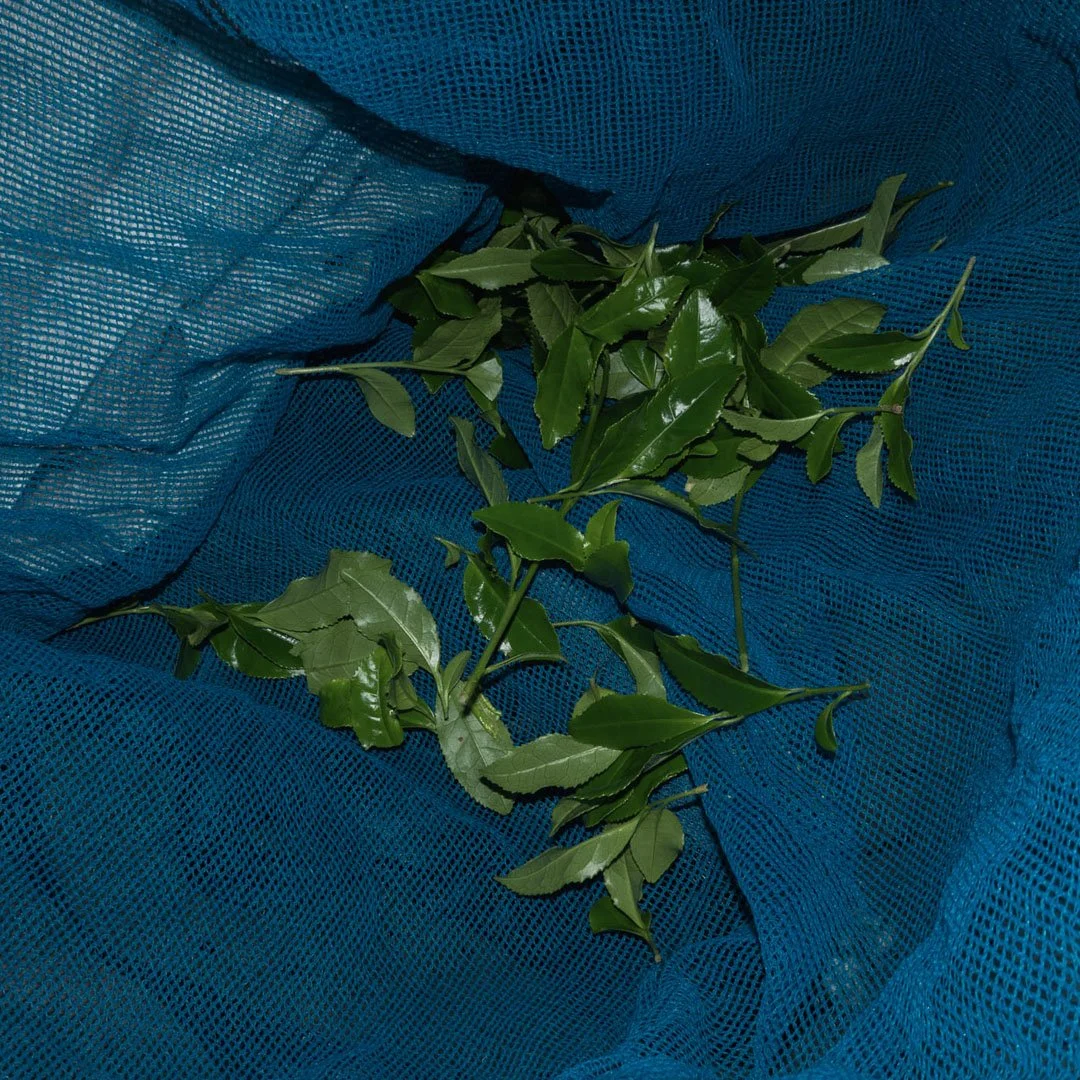 DSC08142.jpg