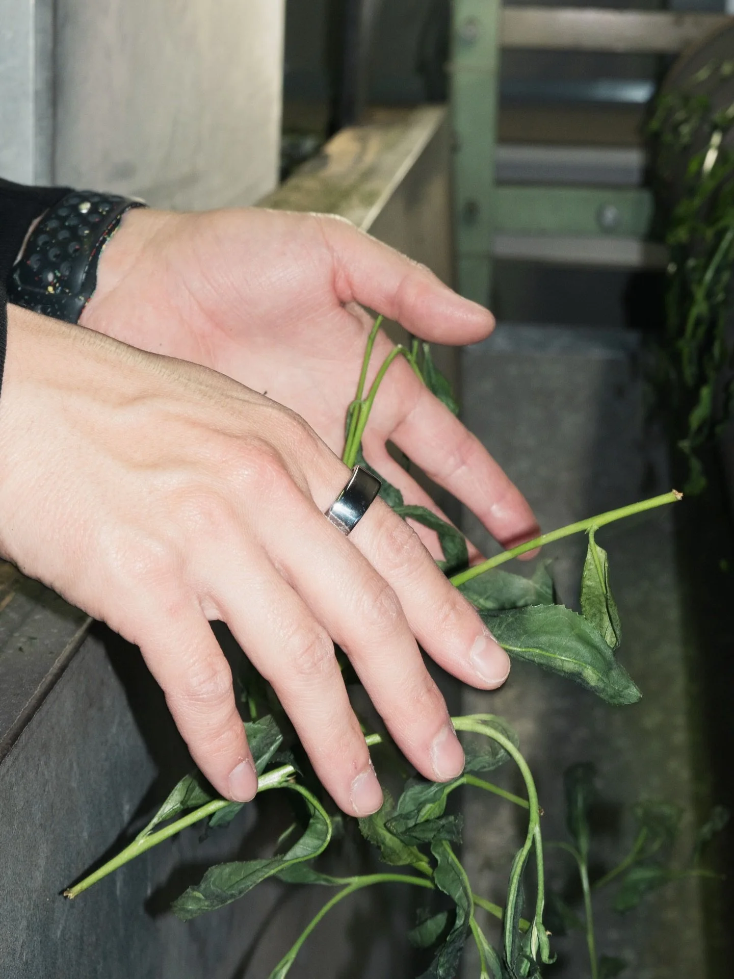 Ooika, perhaps more than any other Western matcha company, is deeply committed to Uji, Kyoto, Japan. We have the honor of working with multiple Uji producers, learning from them, and helping sweep the factory.

Sourcing is direct from the most rare f