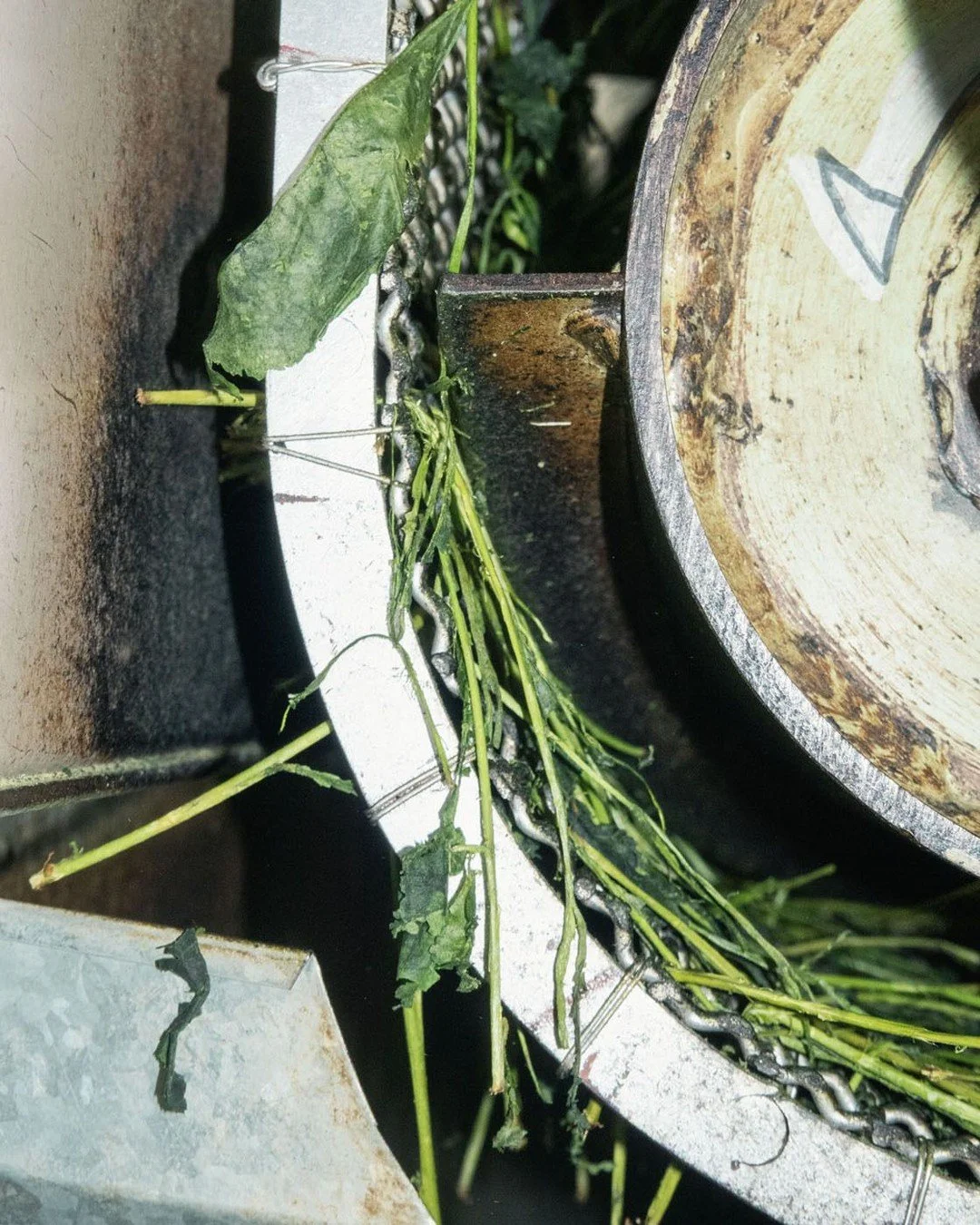 In Uji, tea farms pick the stem along with 4-7 leaves (depending on the cultivar and situation .)

The stems and leaves must be separated  during the production process to make Matcha. Matcha can not be made from stems.

This can be automated with a 
