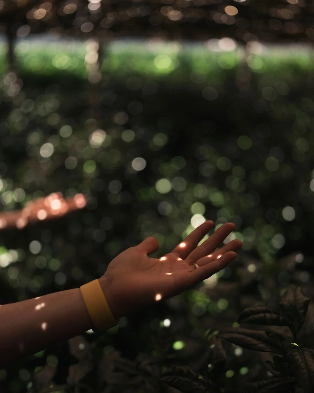 Like stars across the sky, illuminated  orbs that fall across the shadows. This is Honzu, shading of Tencha done with natural materials.

It produces the rarest Matcha in Japan, though it's labor and cost is immense.
