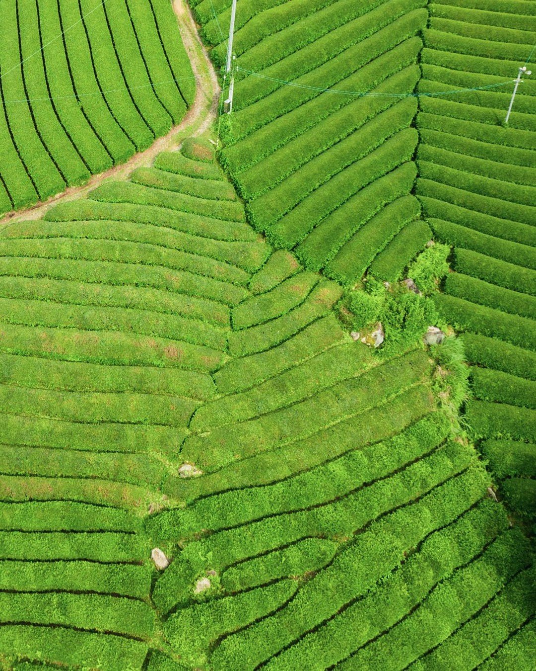 The start of the Miyazaki prefecture tea auctions kicked off on April 14th, 2026 in Miyazaki city.

High volume, and higher prices from the previous year. With the highest price hitting over 25,555 yen per kilogram of material. 

The average price of