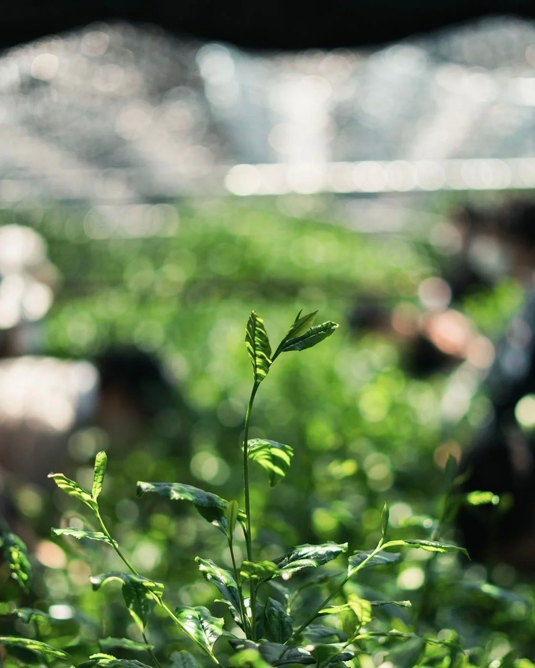 Despite a dry January and February, a very rainy March and April paired with minimal frosts have made the 2026 harvest both high in quality and high in volume.

Farmers have mentioned that this year's harvest is perhaps the best it's been since 1998,