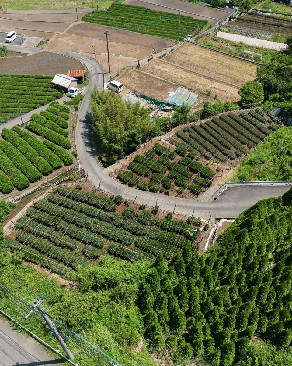 Japan Introduces GI to Protect “Japanese Tea”