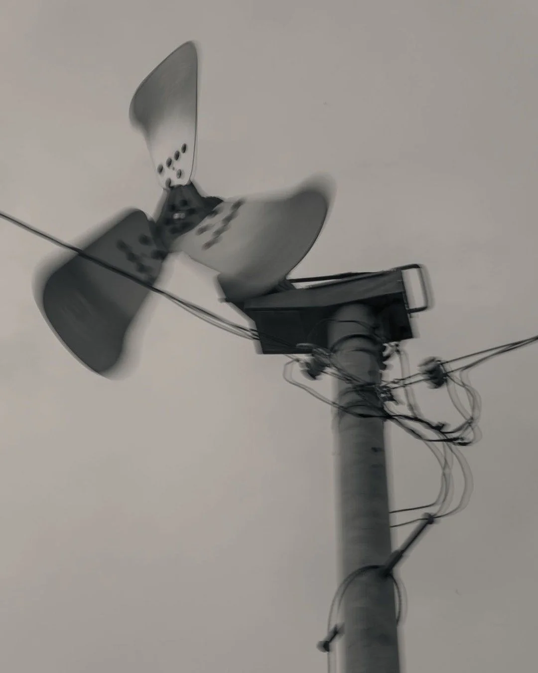 Can you guess what these fans are for, that you see across many commodity tea farms in Japan?