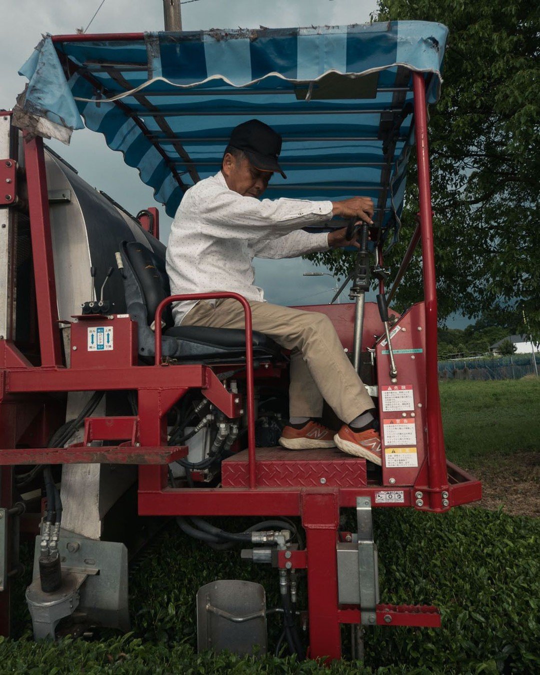 Commodity Matcha (used in Matcha Lattes and related) is typically harvested by Machine rather than hand-picked.

This allows for the Matcha to be affordable and accessible. Here, we see Eshimaさん driving a large drivable harvester that is common in co