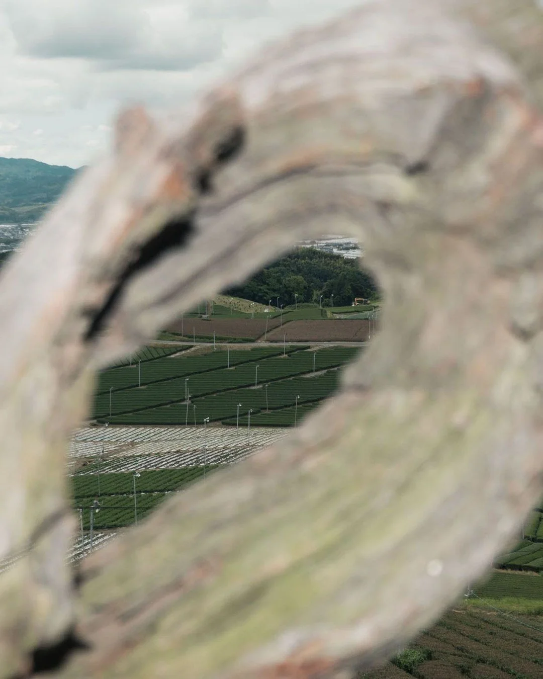 The Yame Central Tea plantation: a large growing region responsible  for much of the commodity-grade Yame Tencha that has recently become popular in the Western market.

Due to the plantation's easy and free public access, and breath-taking views, im