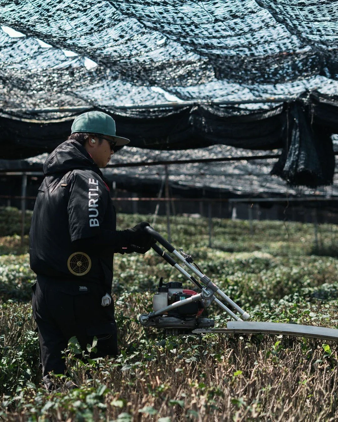 Seishi (整枝) is the pruning of the tea bushes. This is a traditional tea cultivation practice in which tea bushes are carefully trimmed after each harvest to maintain their shape and create an even growing surface, promoting the consistent growth for 