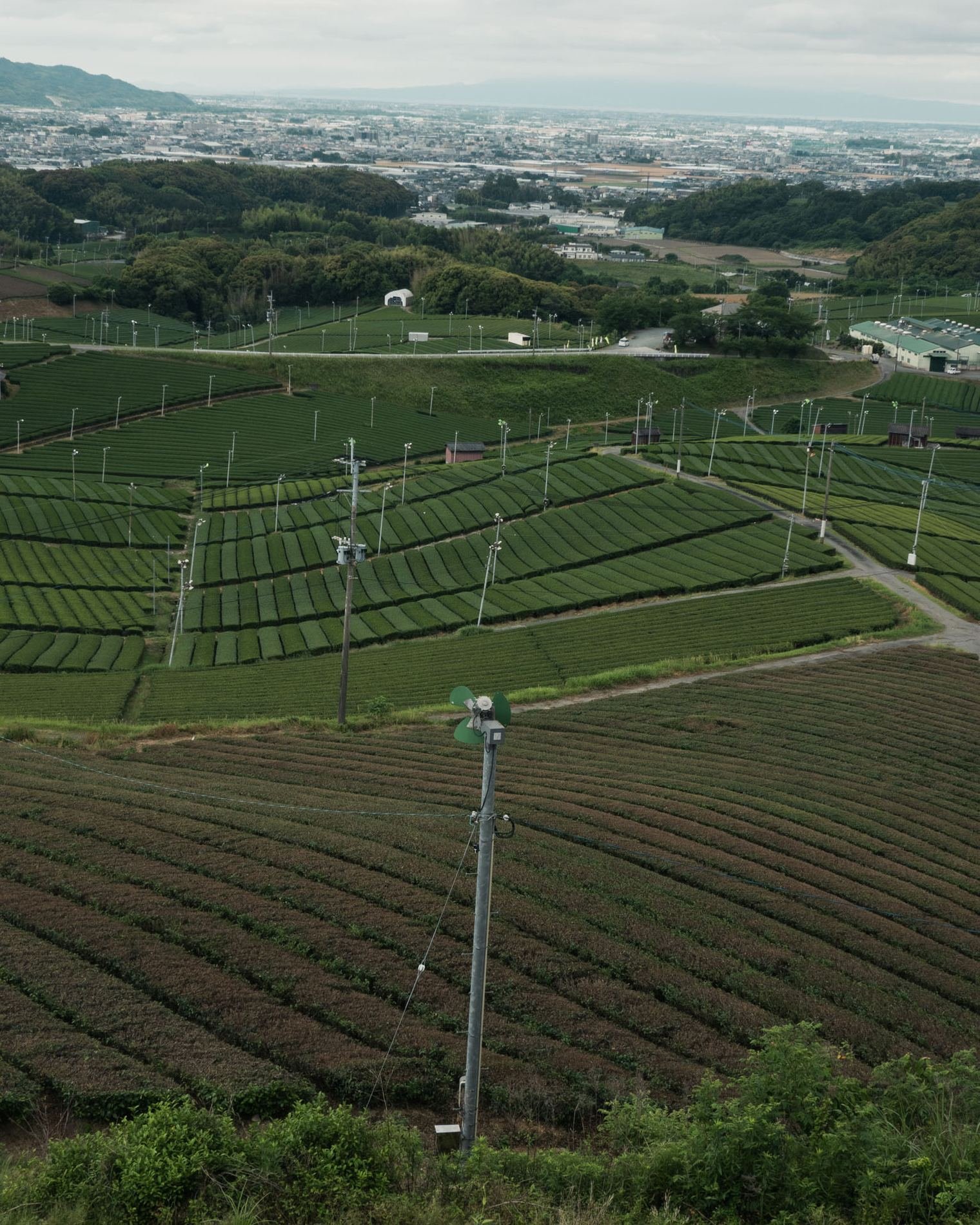 Matcha Demand Pushes Japanese Tea Prices to Record Highs