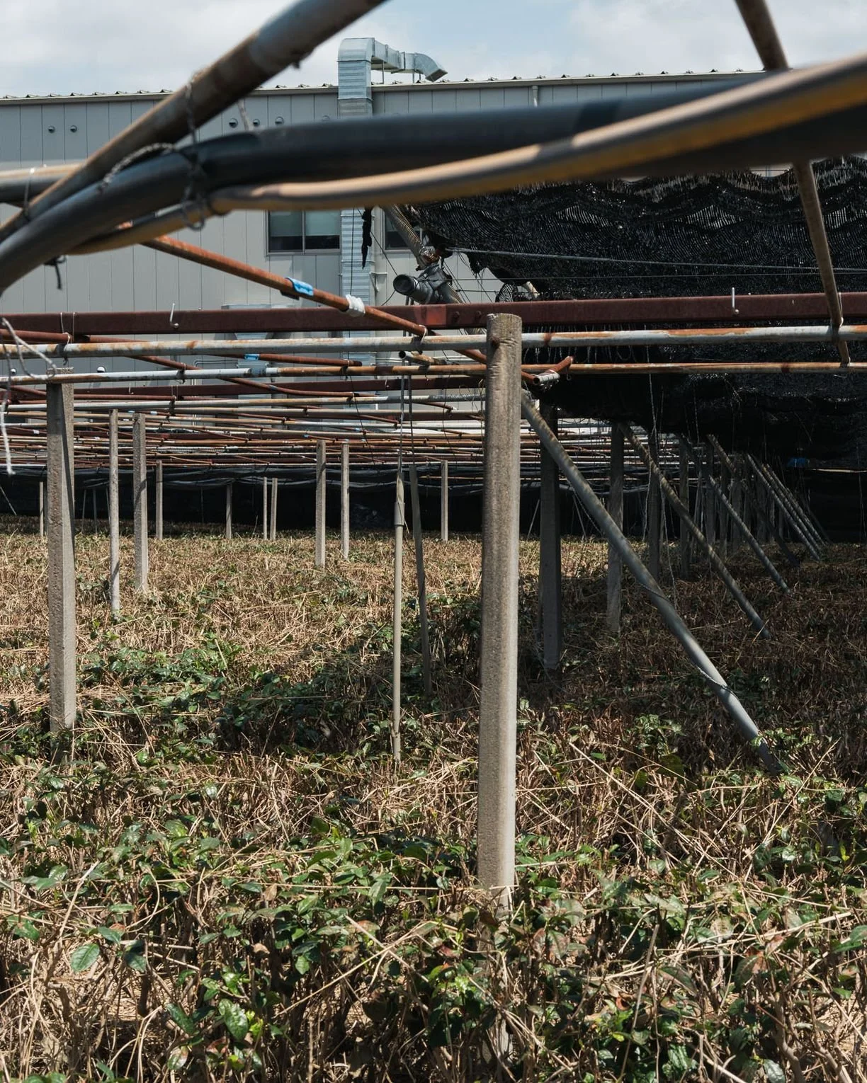 The Changing Landscape of Japan’s Tea Industry