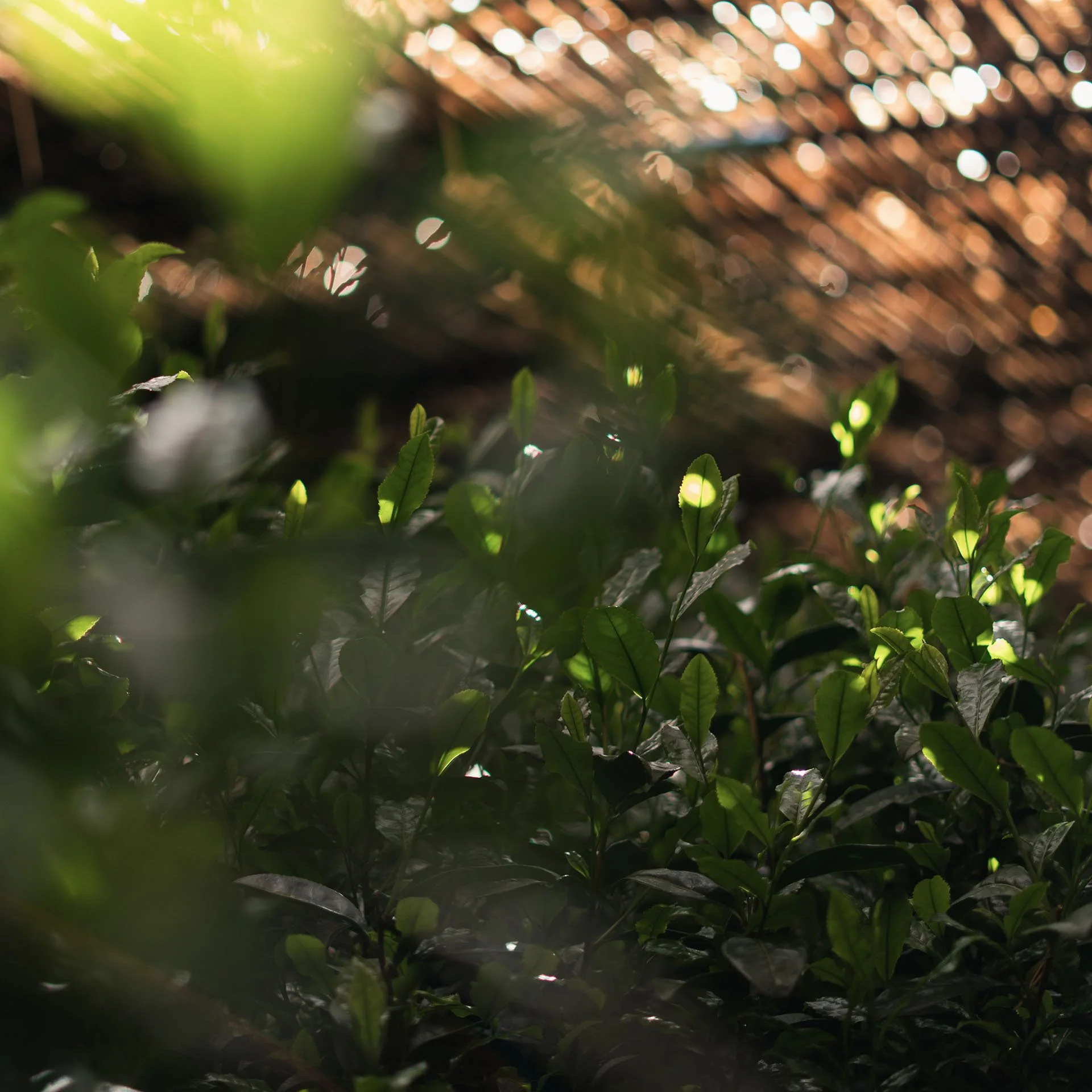 Asahi Cultivar Matcha
