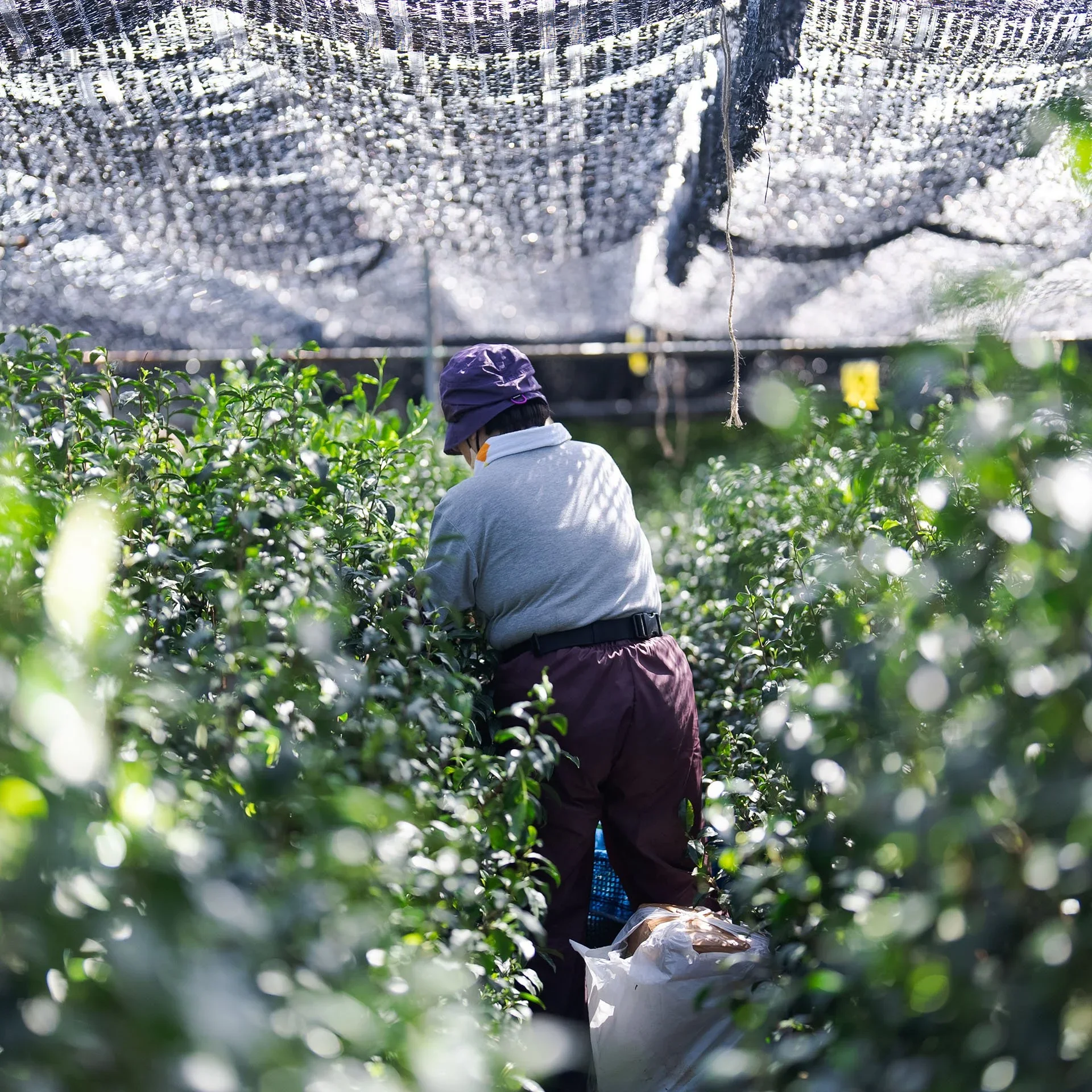 Matcha Safety Standards