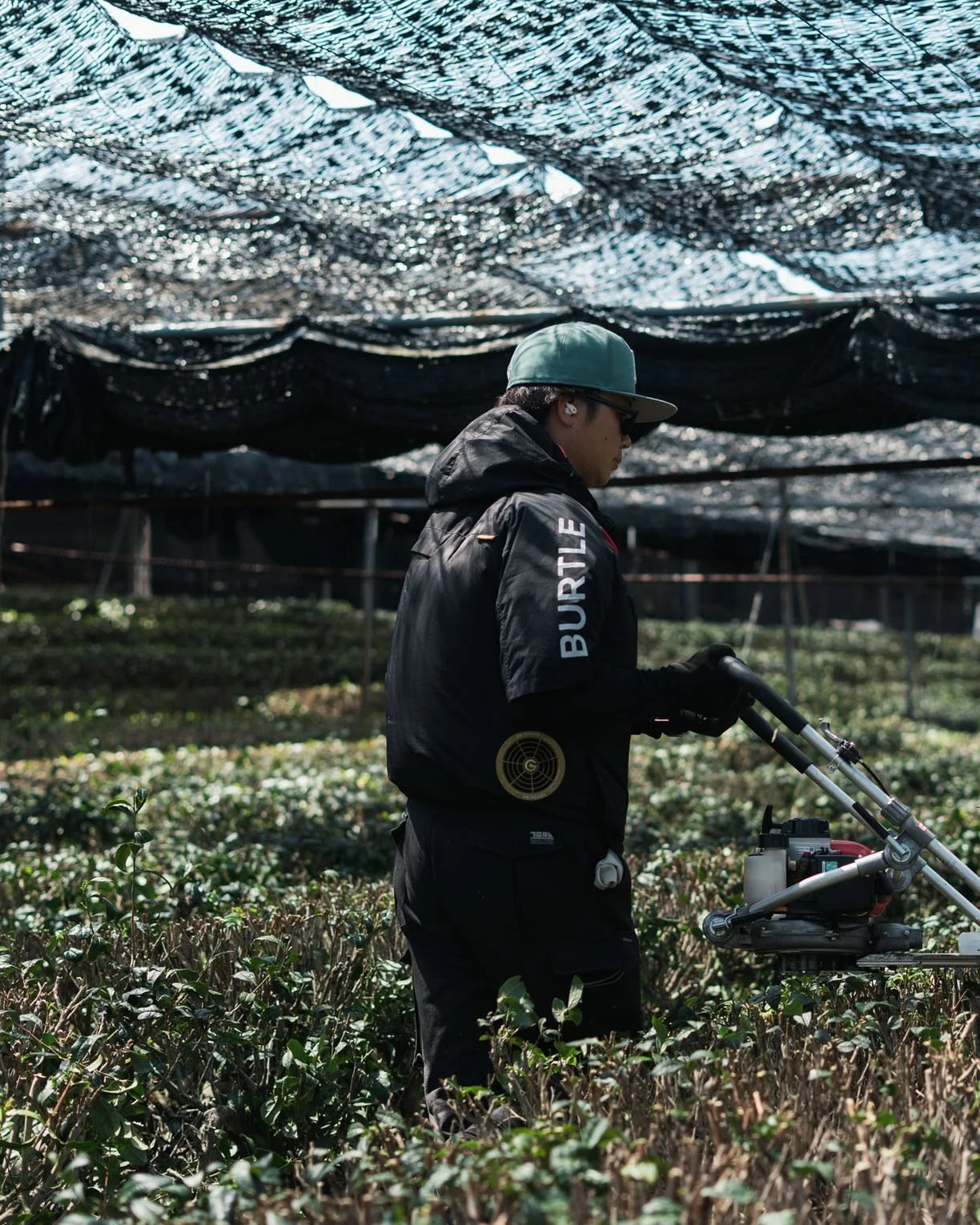 A tea farmer pruning tea bushes with a hedge trimmer under a shading structure at Shimizu Tea Farm in Uji