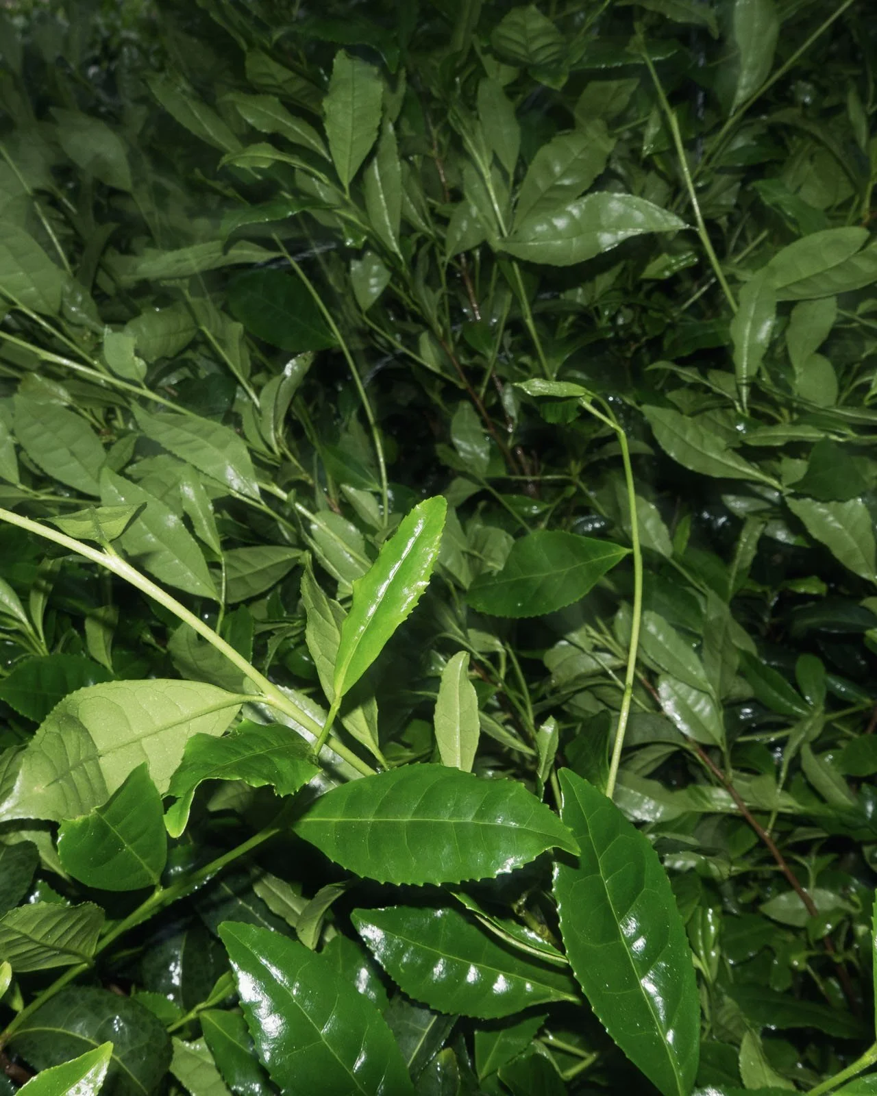 Close-up of fresh green tea leaves growing on a tea bush in a Tencha field in Uji, Kyoto