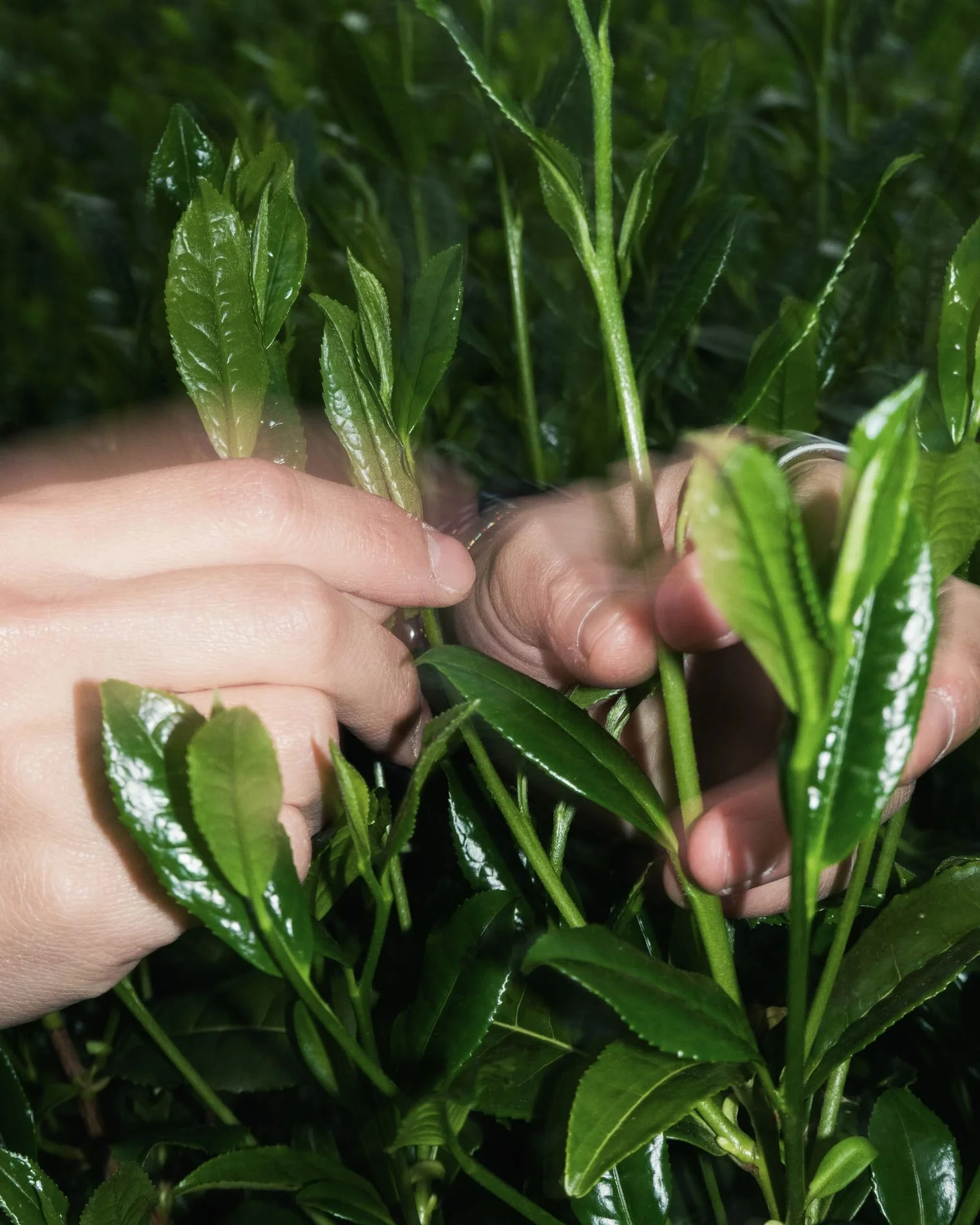 Hands picking fresh first-flush tea shoots in a Japanese tea field in spring