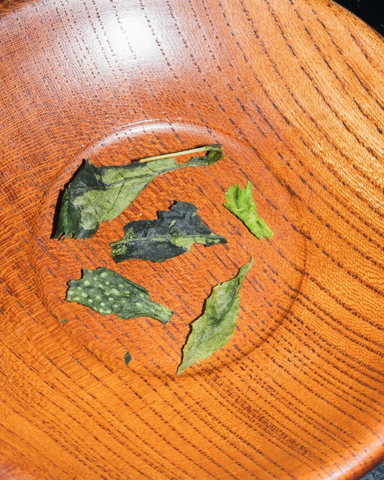 Dried Tencha leaves laid out on a red lacquered wooden tray for inspecting their color and appearance