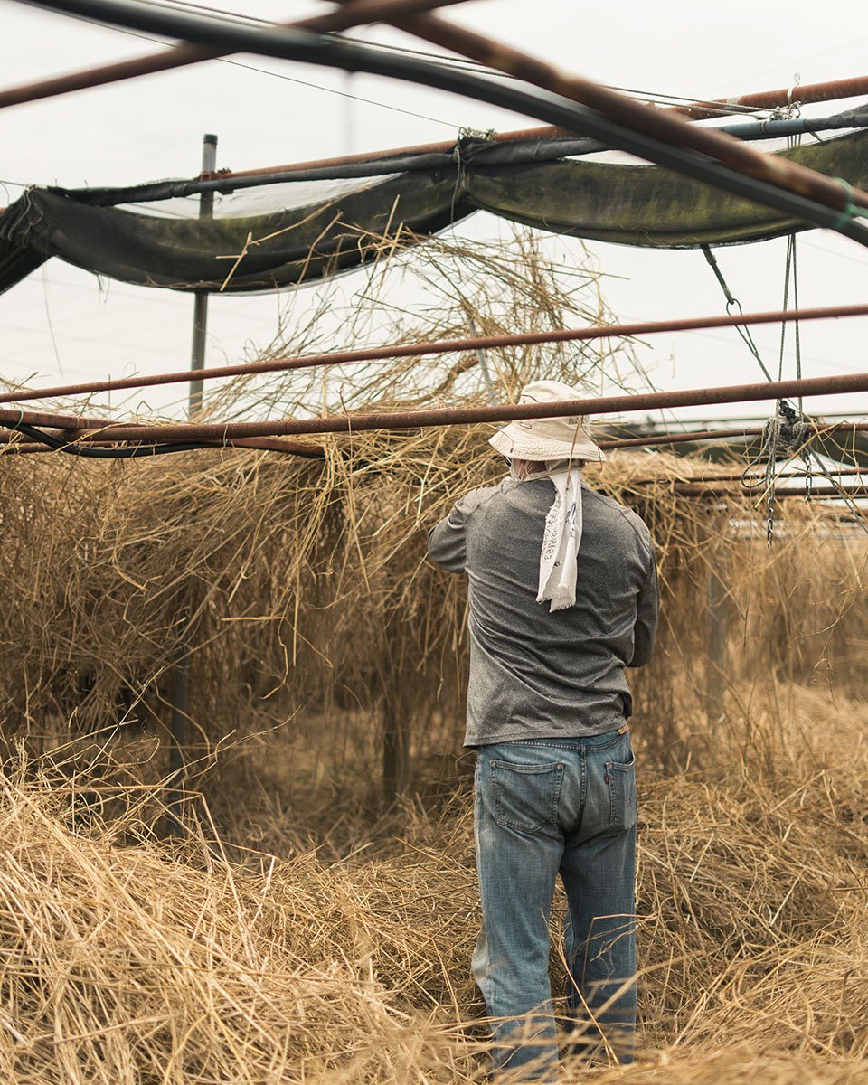 Tana structure for Shading Matcha