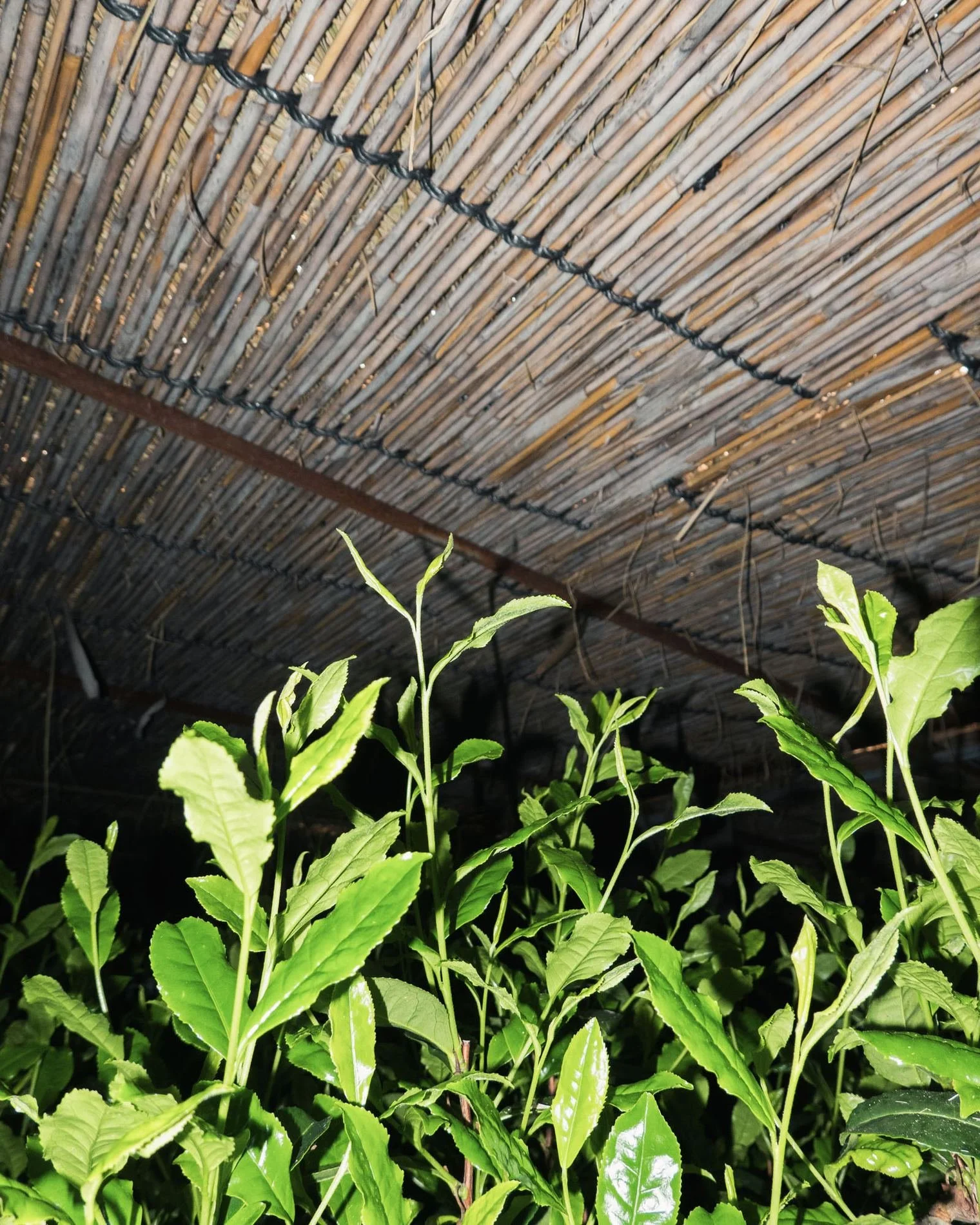Young tea shoots growing beneath a reed shading canopy, the method used for Tencha