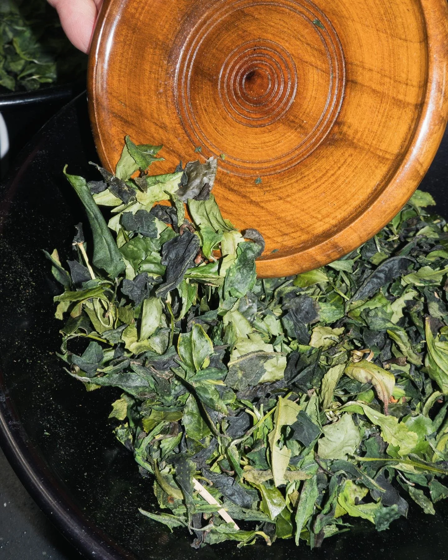 First harvest Tencha leaves poured from a wooden tray during a tea appraisal