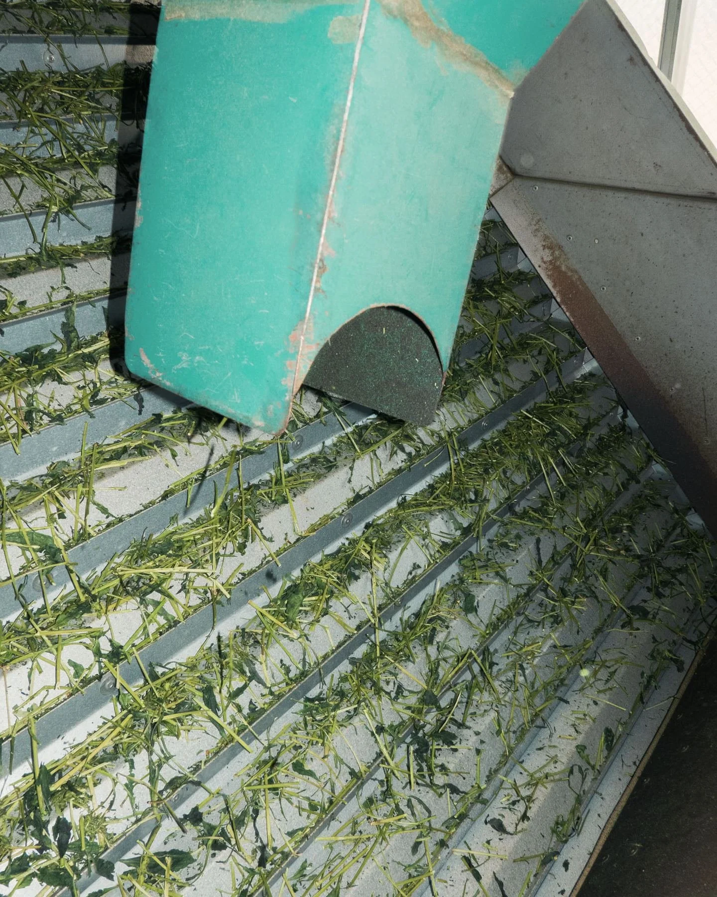 Steamed Tencha leaves drying on conveyor racks inside a Tencha oven in Uji, Kyoto