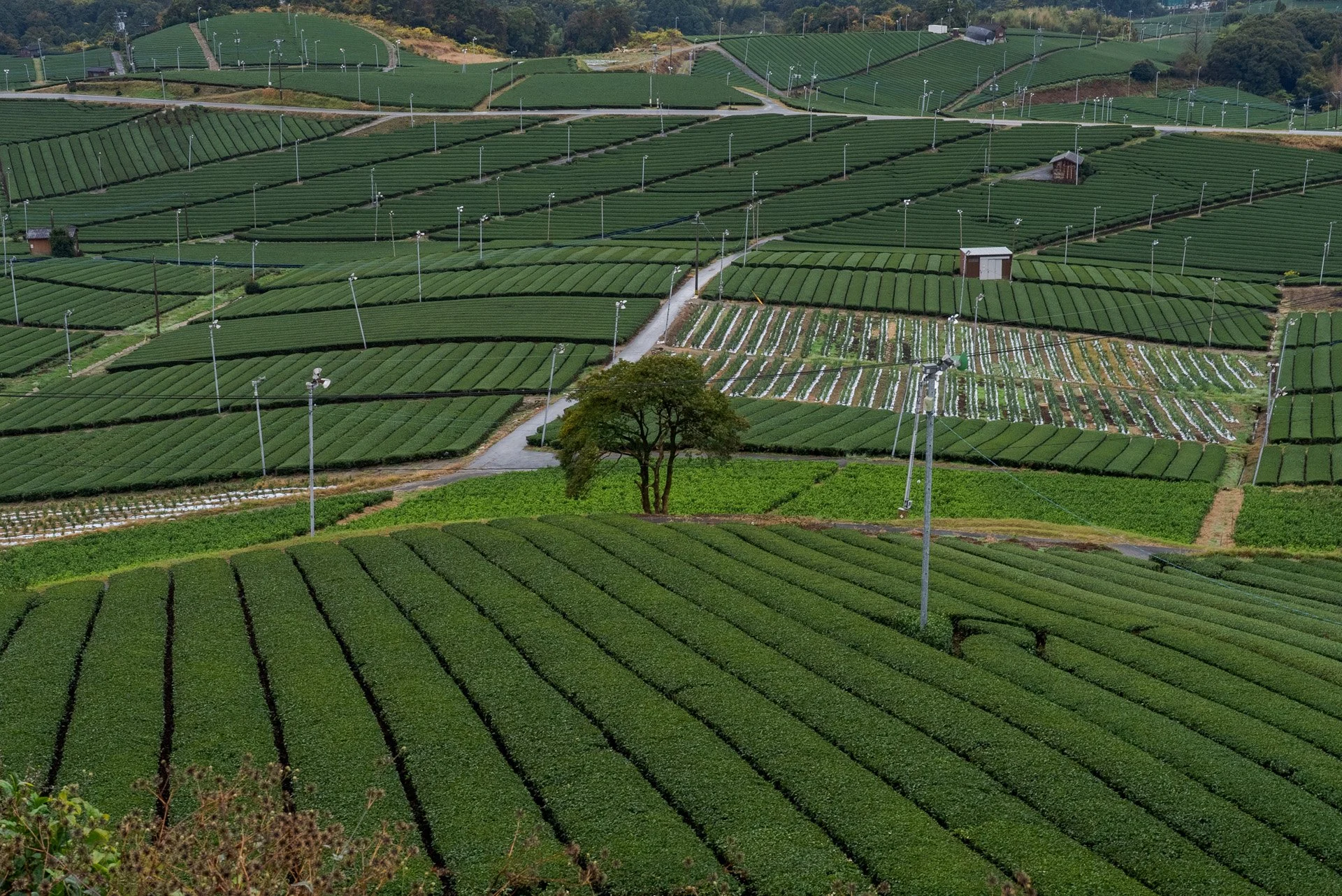Matcha Mill Club - Fresh Ground Matcha — Ooika (覆い香)