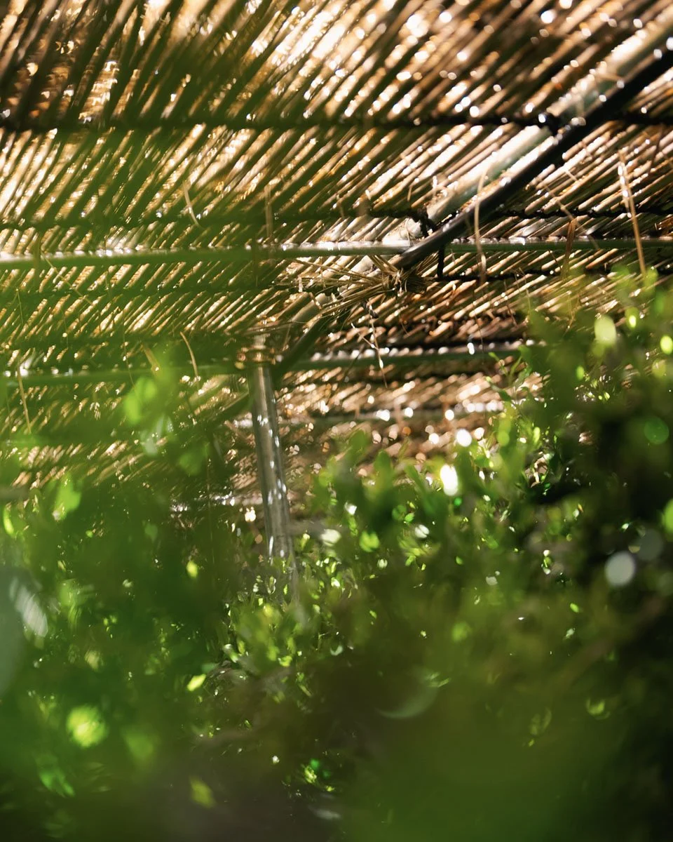 Honzu Tencha Farm Japan